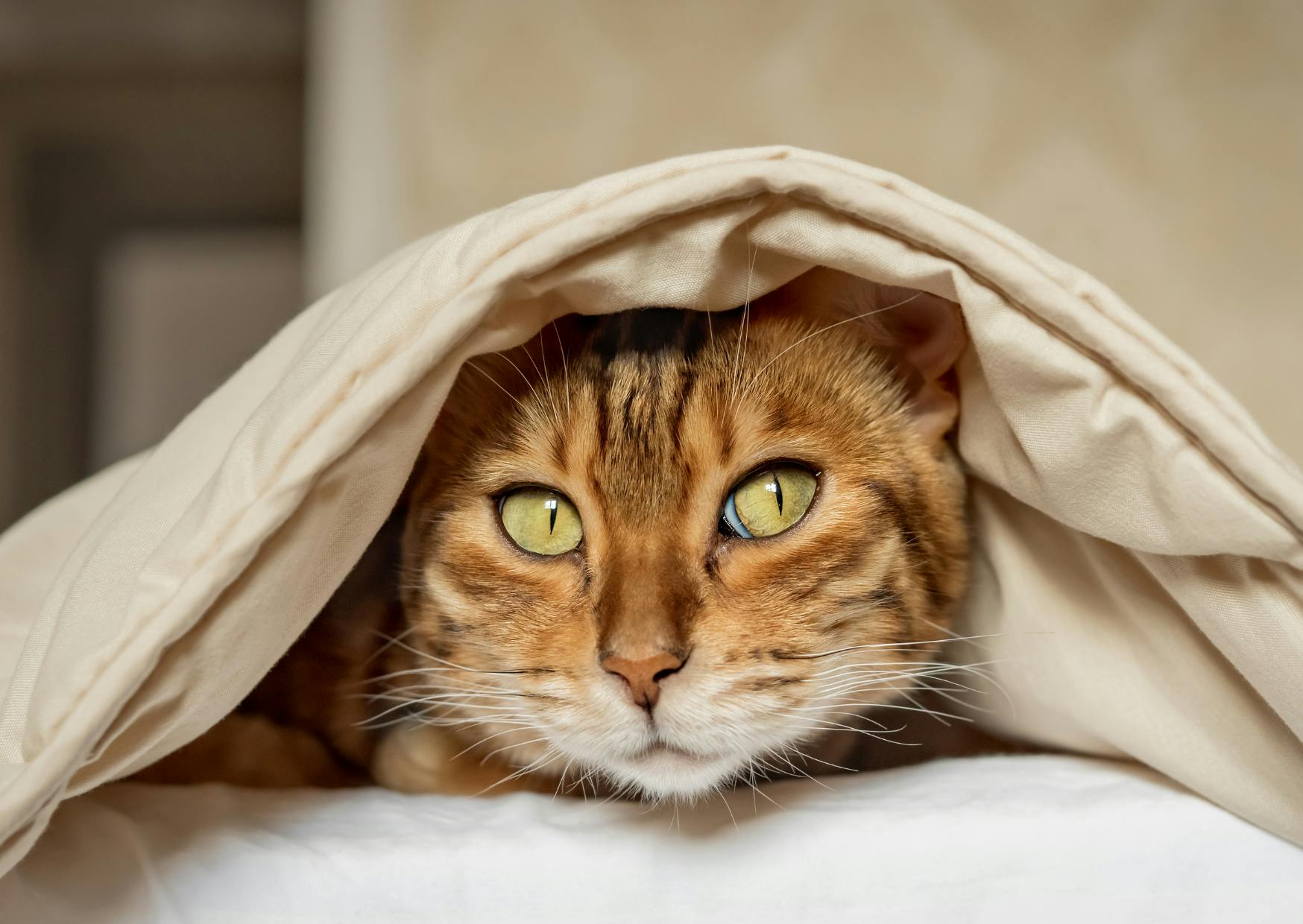 Bengal qui sort la tête d'une couverture