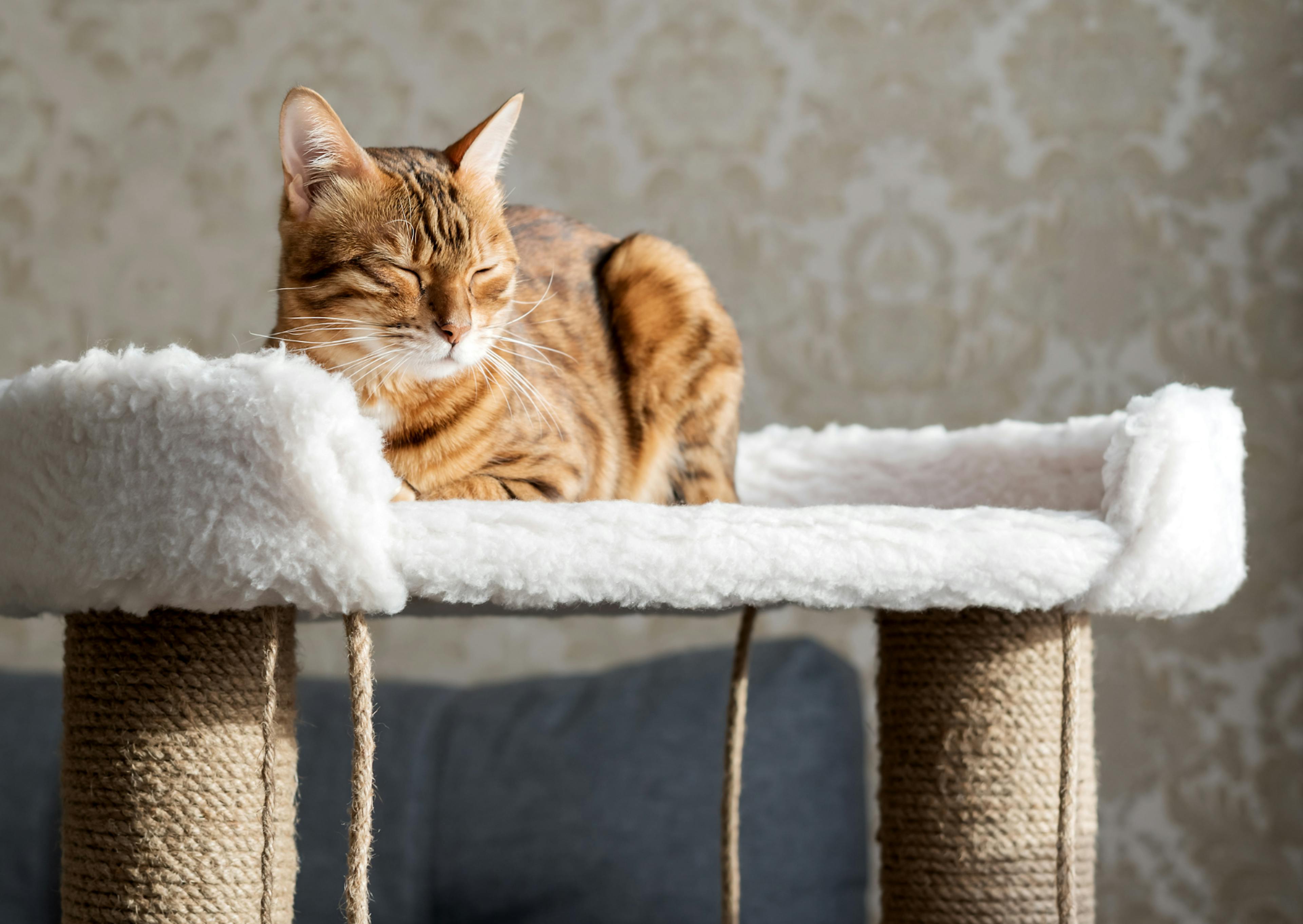 Bengal couché sur son arbre à chat, ses yeux se ferment 