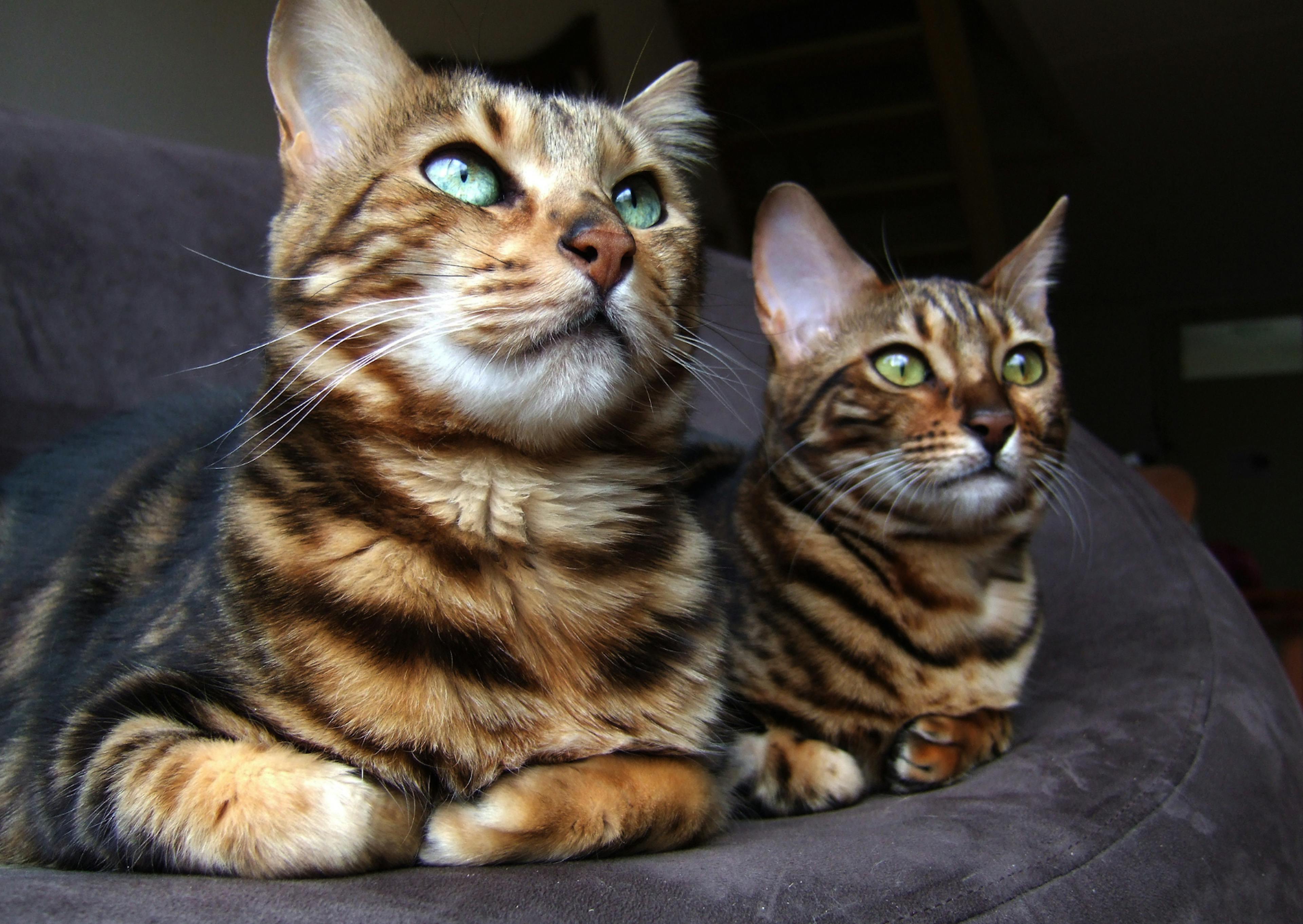 2 Bengal l'un à côté de l'autre, l'un regarde en face de lui et l'autre vers le haut, il sont couché dans une couchage gris foncé