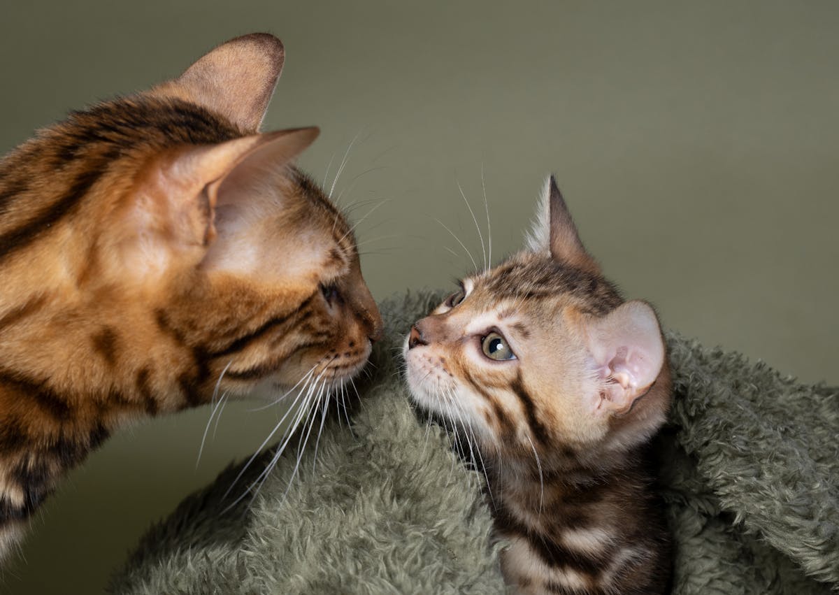 2 qui se sentent, l'un est un châton et l'autre un adulte, le châton est recourvert d'une couverture grise