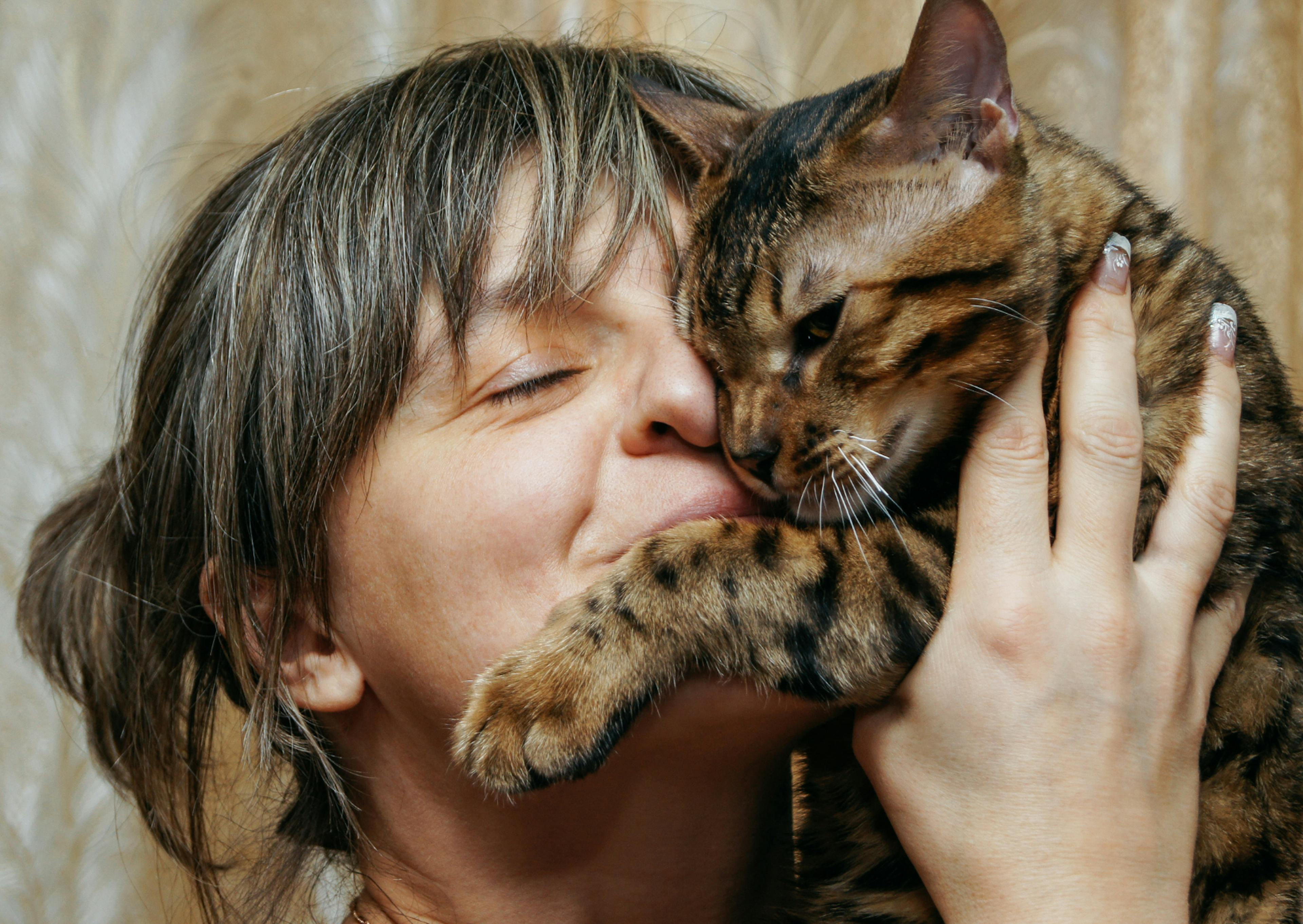 Bengal dans les bras de sa maitresse, elle lui fais des bisous et câlins