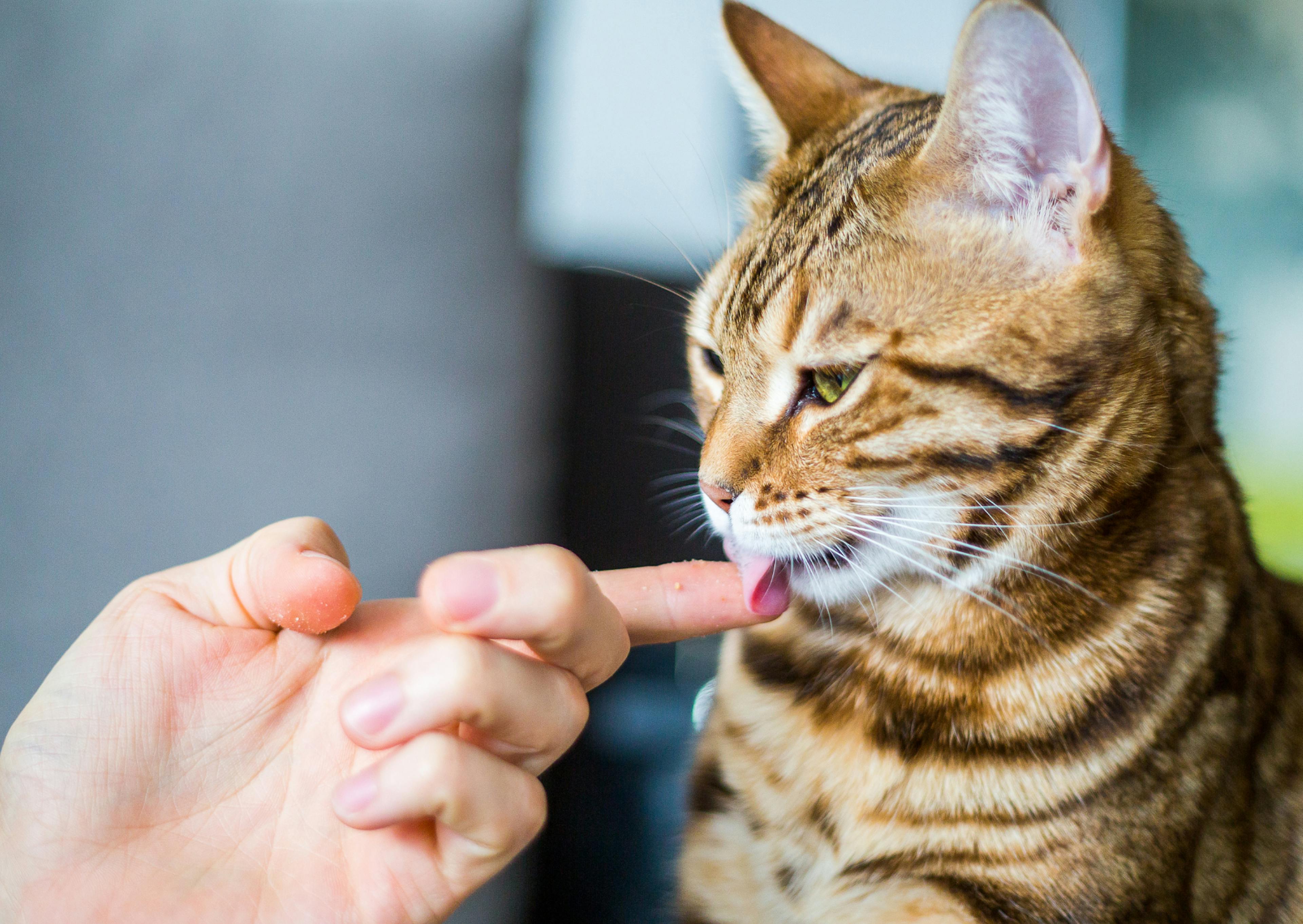 Bengal qui lèche le doigt de son maitre