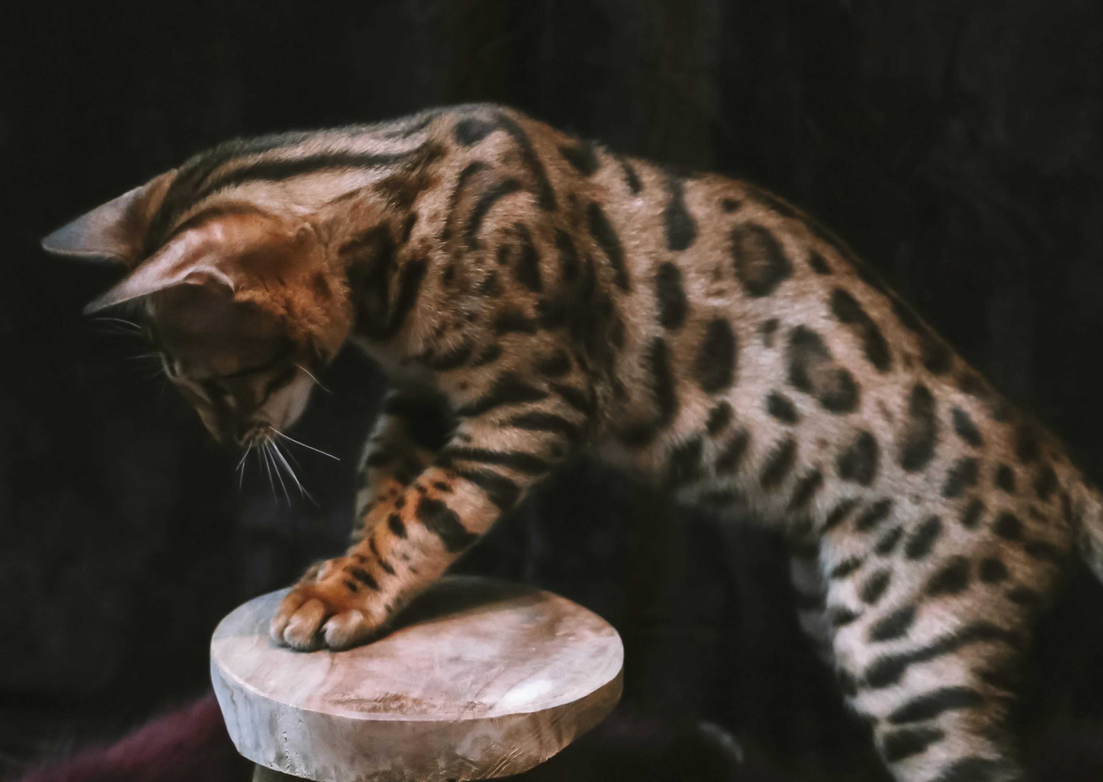 Bengal qui a les deux pattes avant sur un perchoir en bois, il regarde vers le bas 