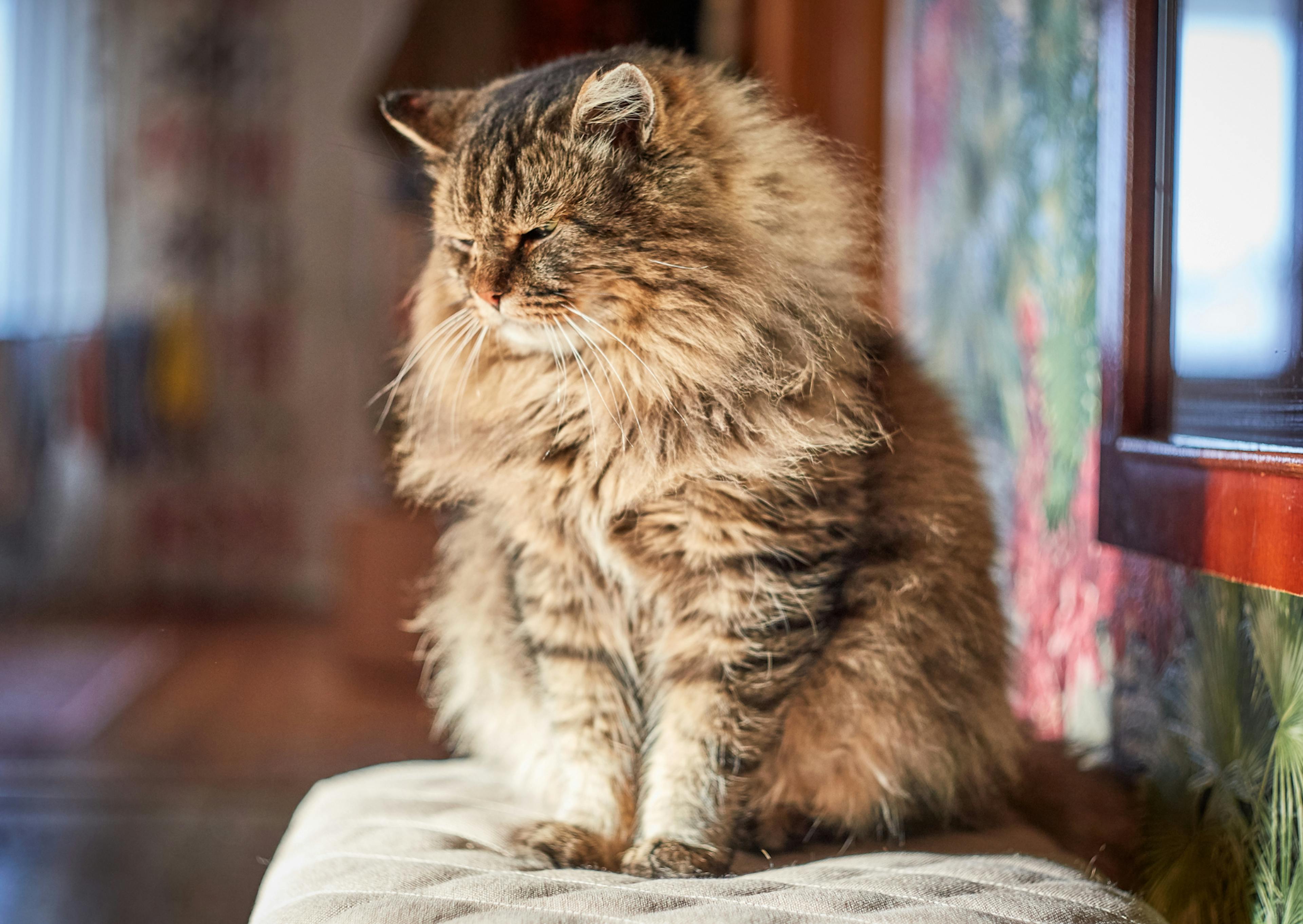 chat sibérien assis sur un canapé, il regarde vers le bas