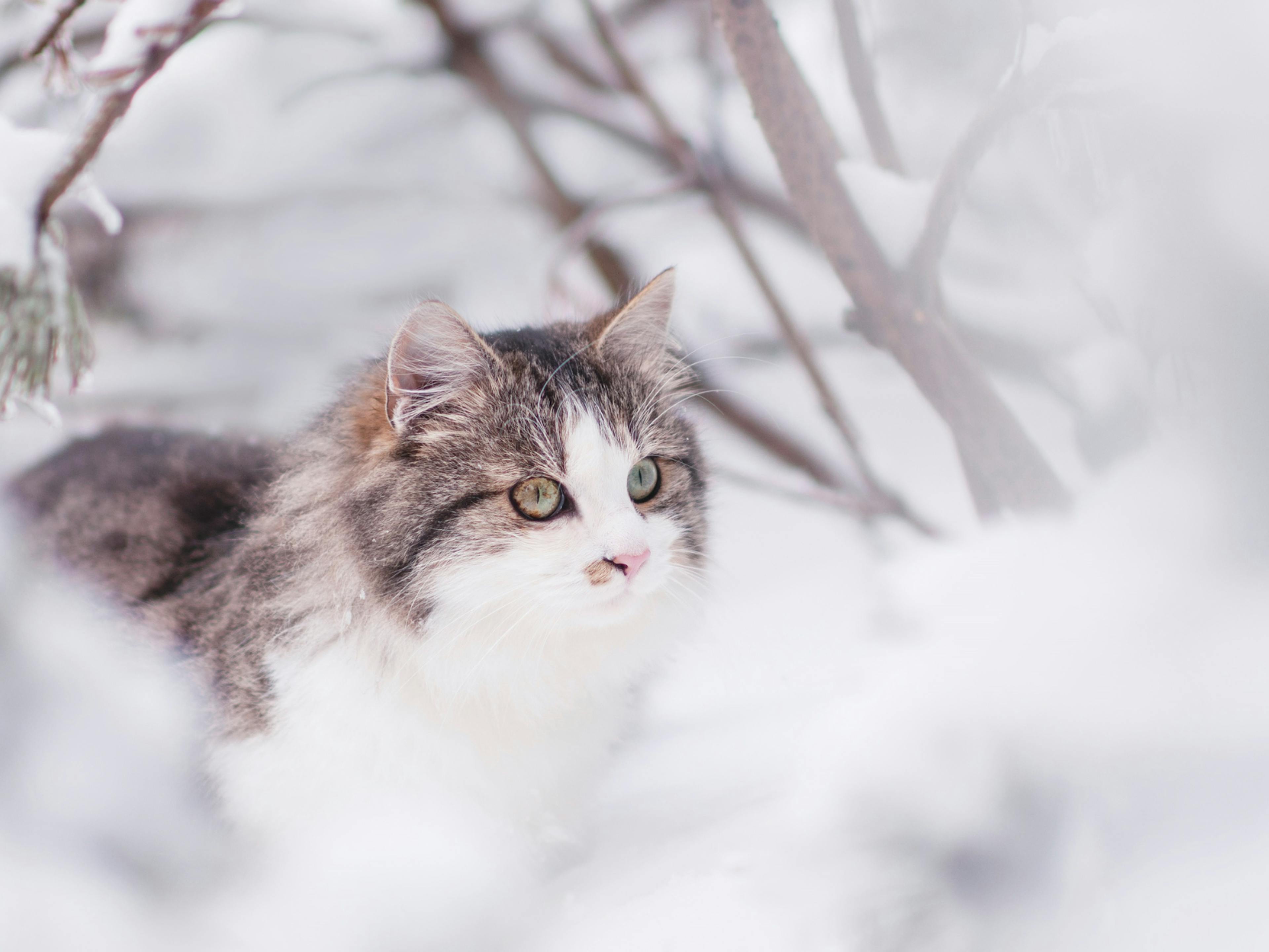 chat sibérien qui marche dans la neige avec une branche d'arbre derrière lui