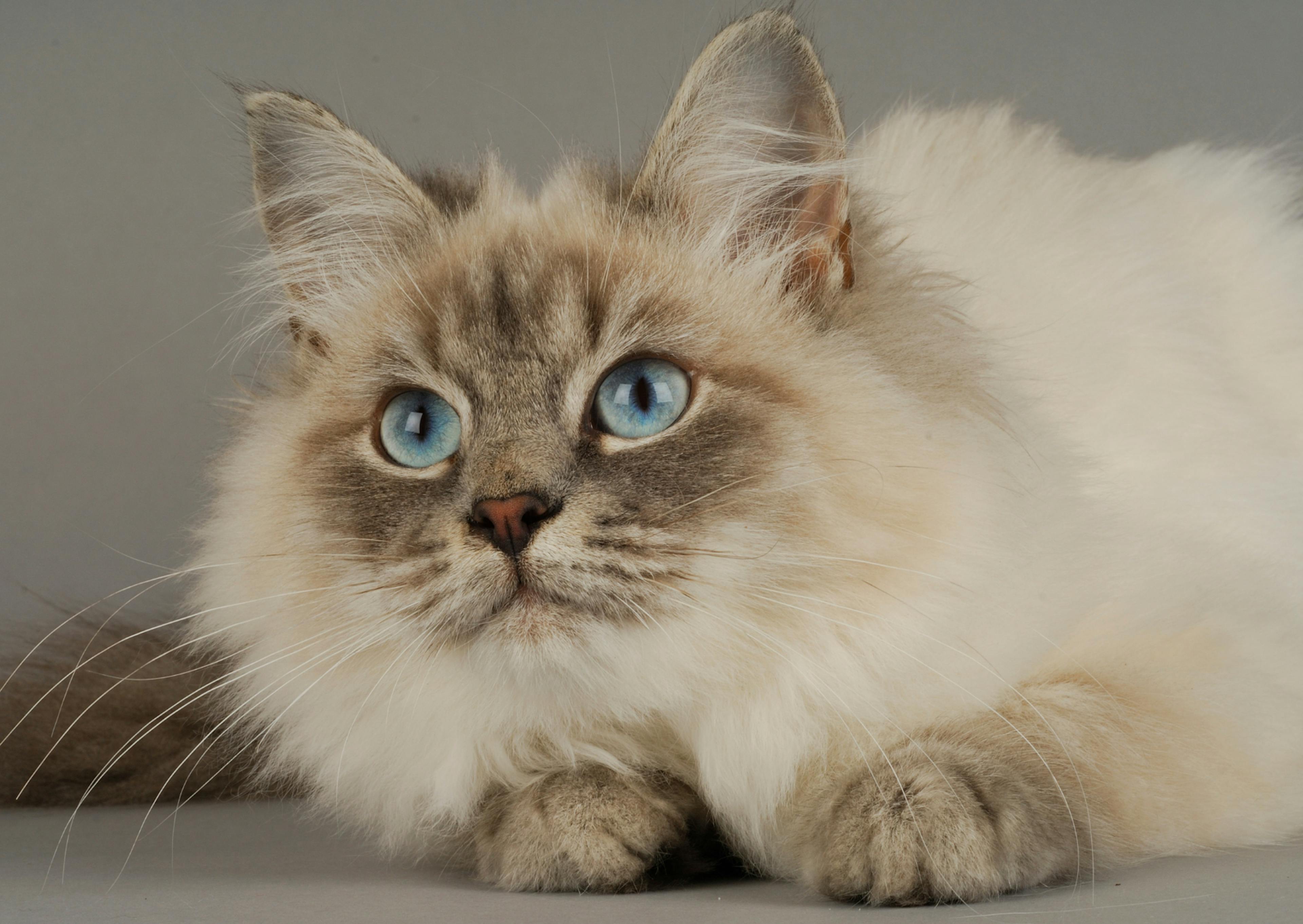 chat sibérien couché sur le sol gris, il a un pellage crème et regarde devant lui avec ses yeux bleus