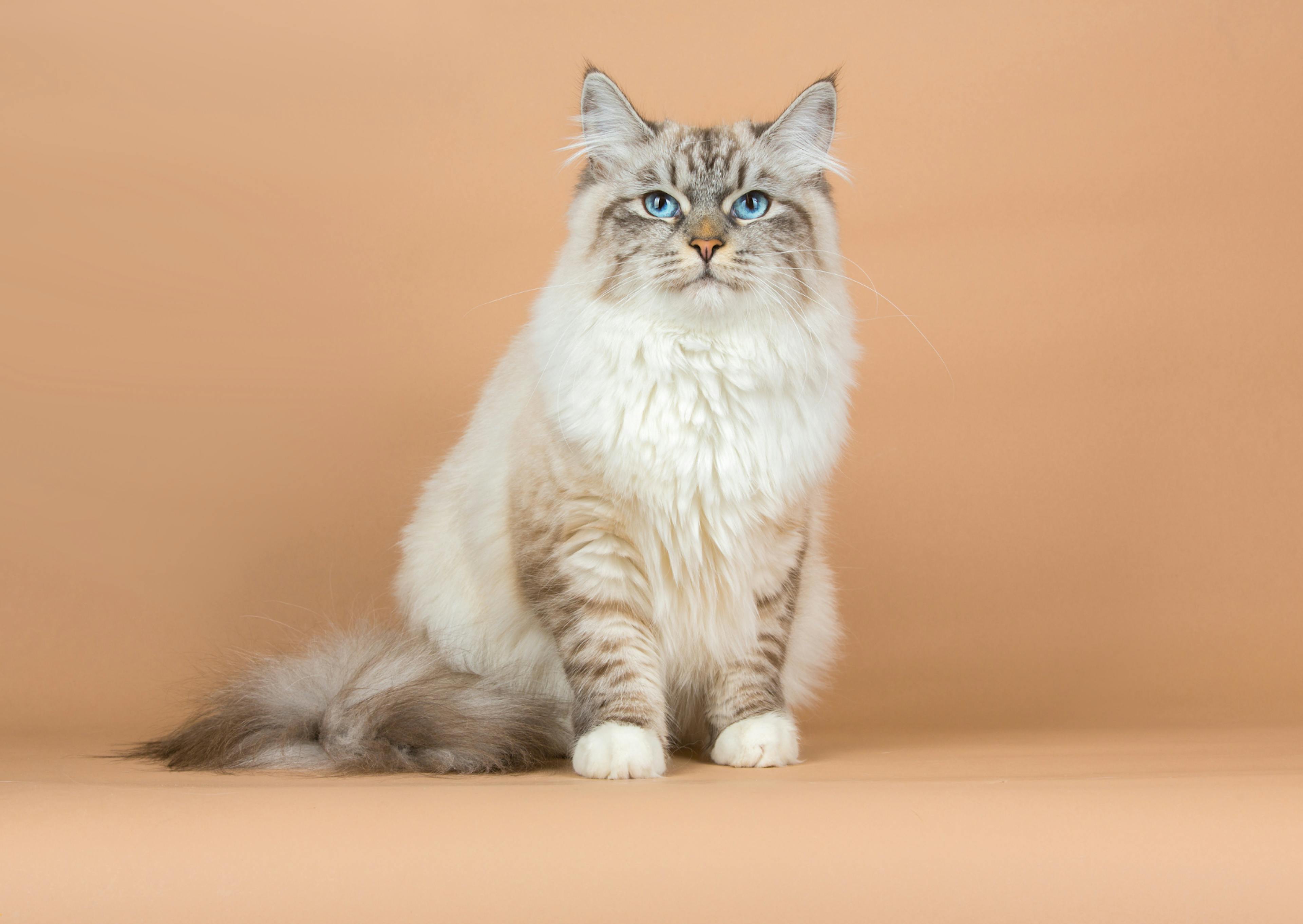 chat sibérien sur fond corail, il regarde devant lui et il est tout blanc