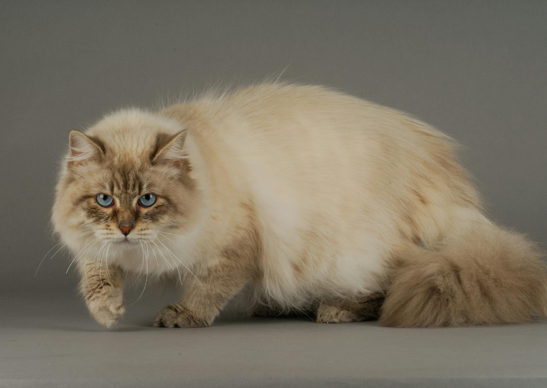 chat sibérien qui marche, il est sur un fond gris et son pelage est crème
