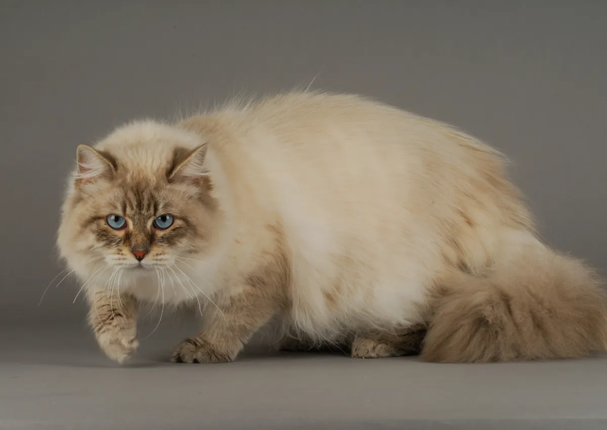 chat sibérien qui marche, il est sur un fond gris et son pelage est crème 