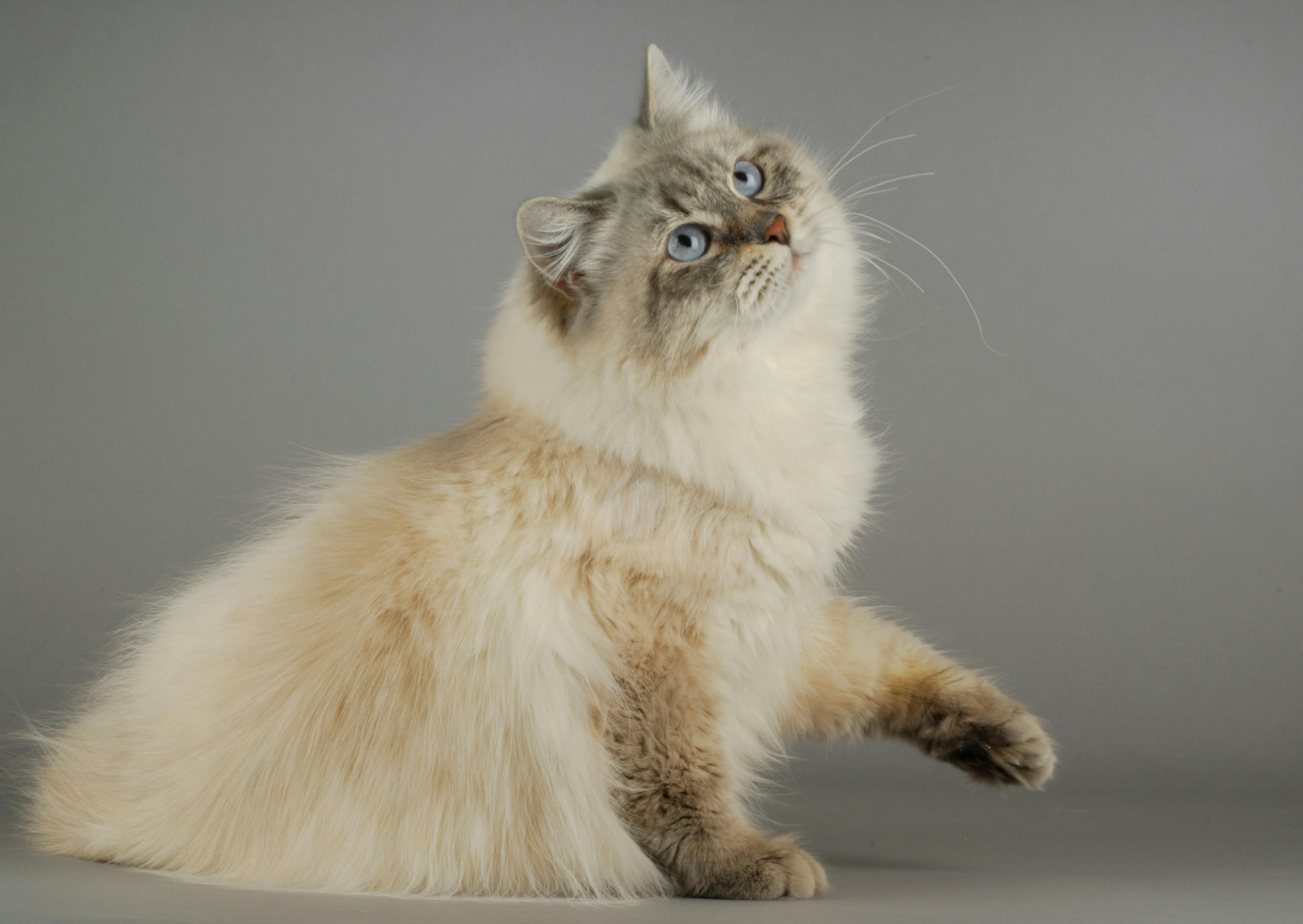 chat sibérien sur fond gris, il est assis et regarde vers le haut