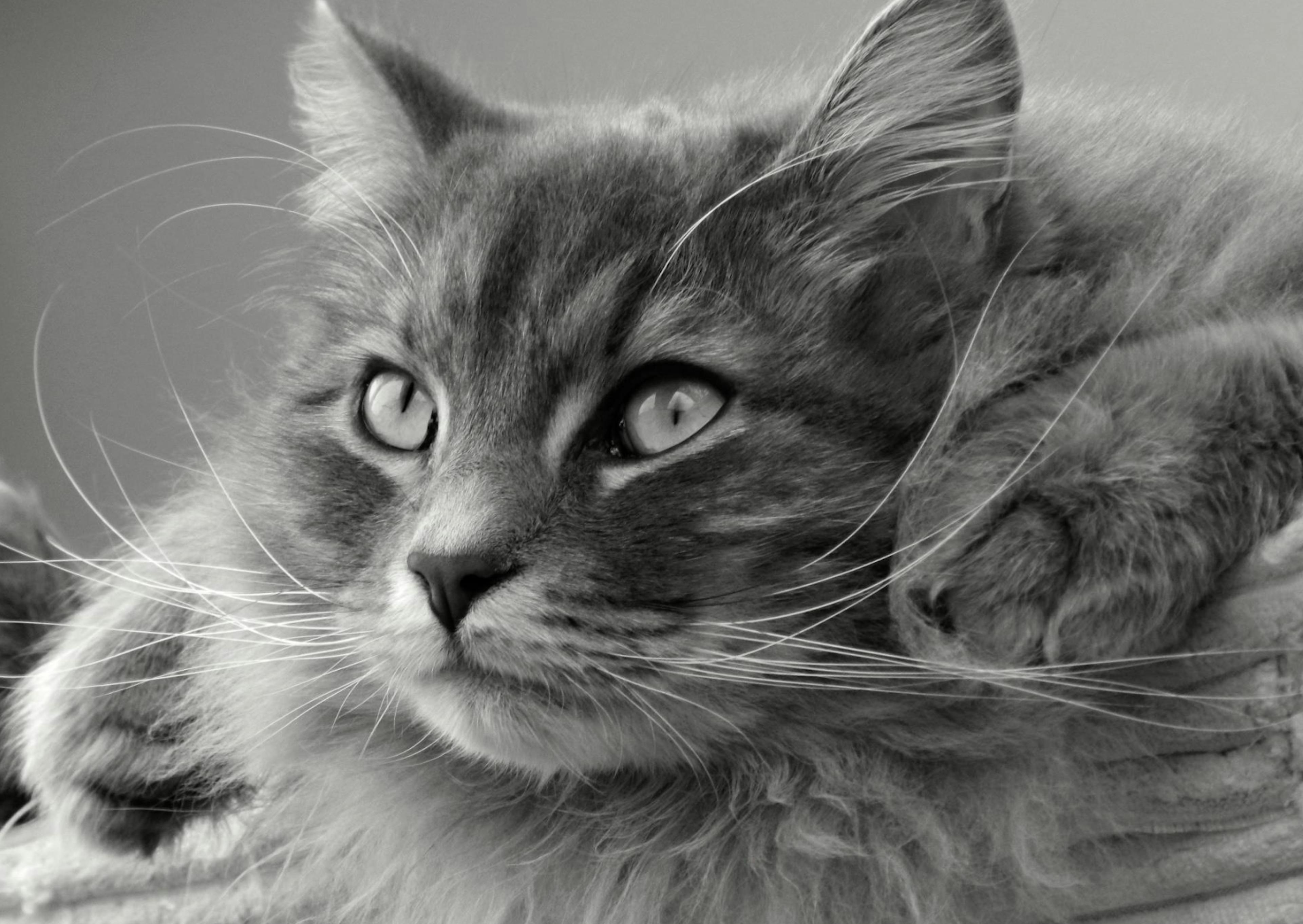 chat sibérien noir et blanc, il est couché et regarde devant lui 