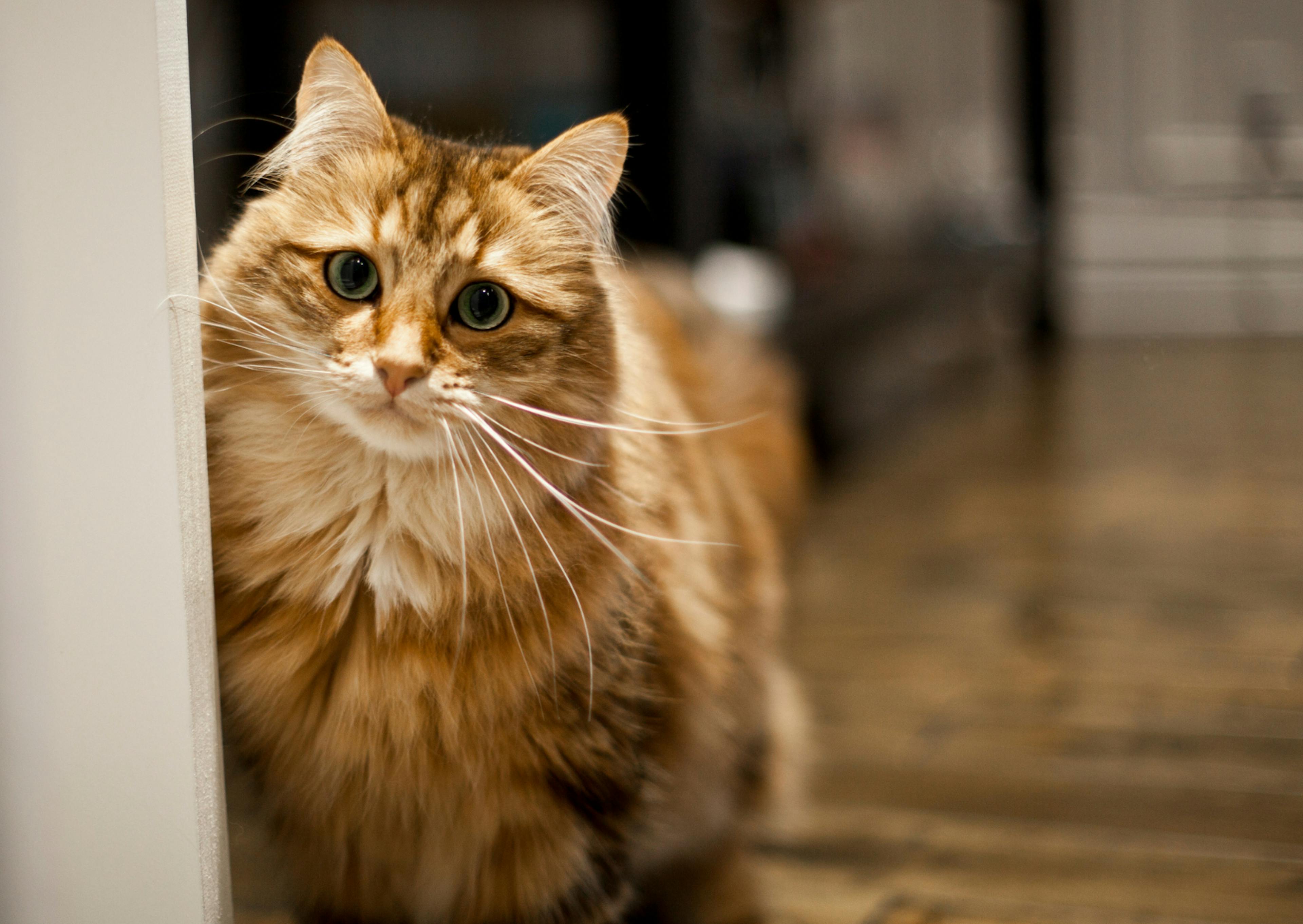 chat sibérien qui regarde dans une autre pièce, il est roux et marche sur du plancher