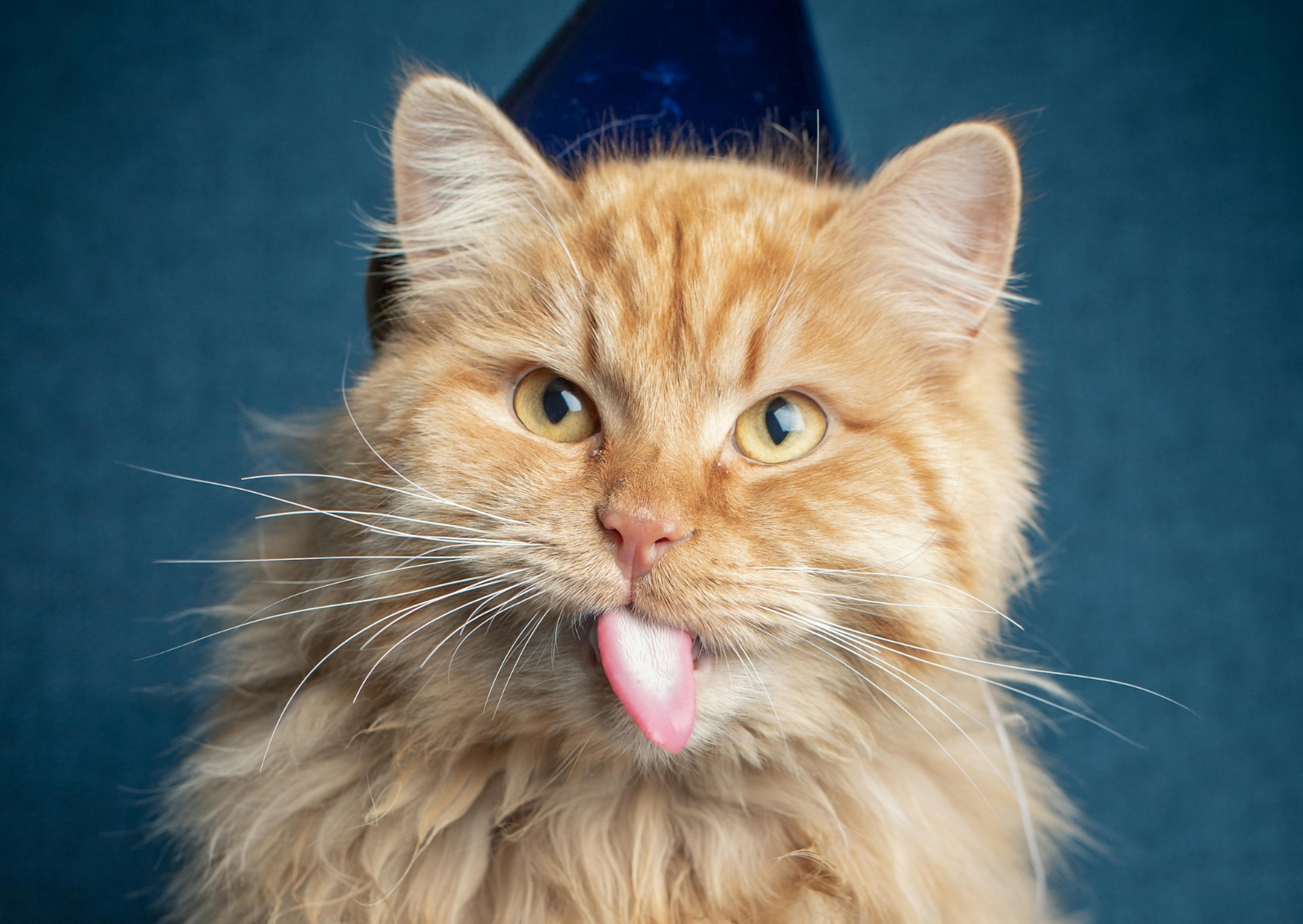 chat sibérien roux sur fond bleu, il se lèche les moustache et regarde droit devant lui 