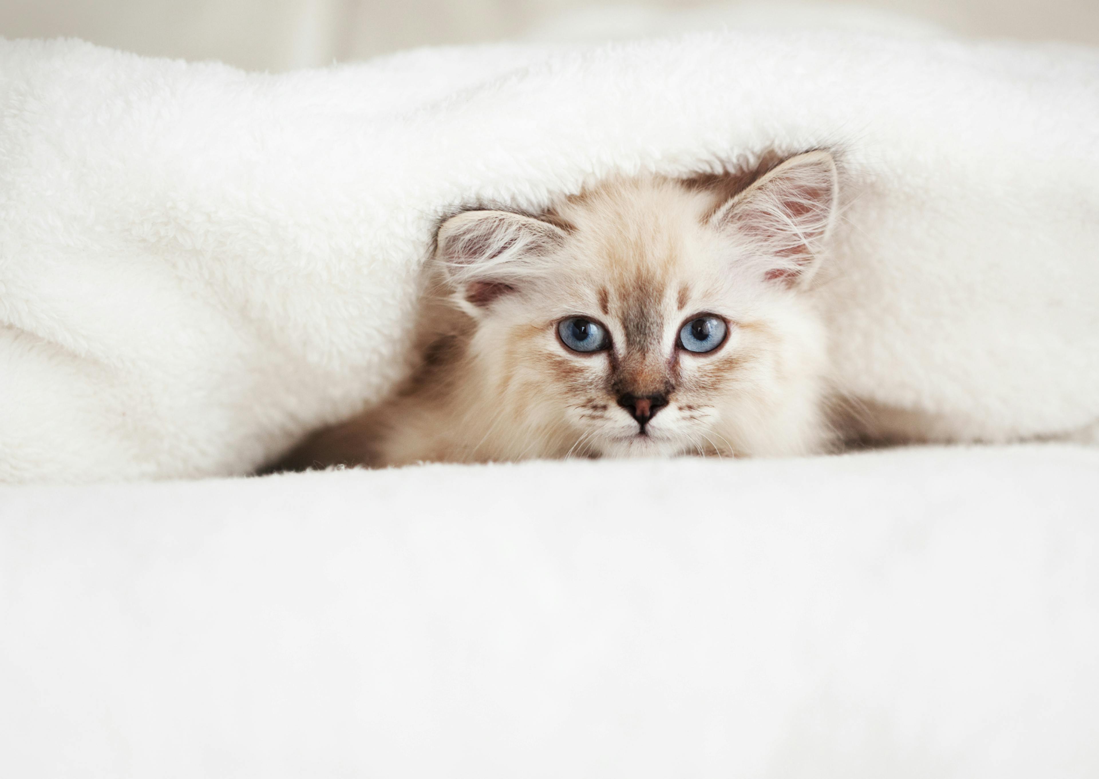 chaton sibérien sous un plaid blanc, il regarde l'objectif