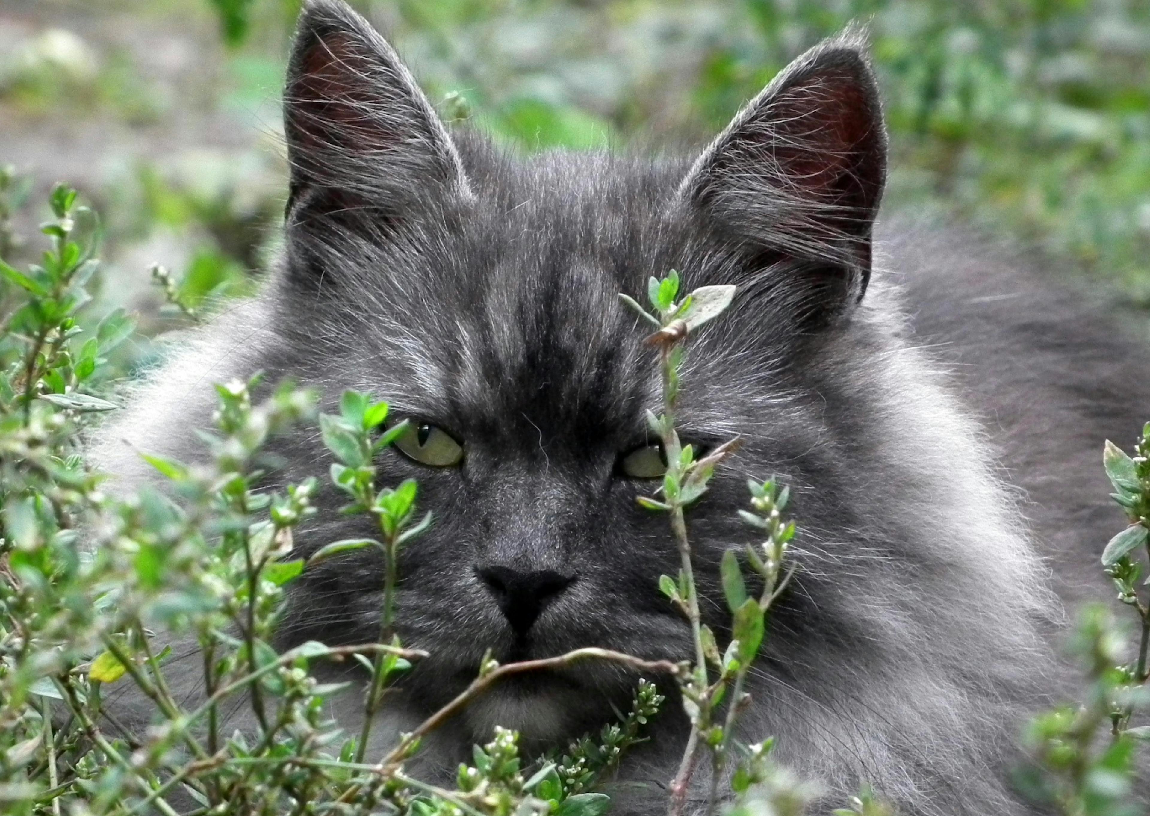 chat sibérien caché derrière des herbe hautes, il est gris et noir 