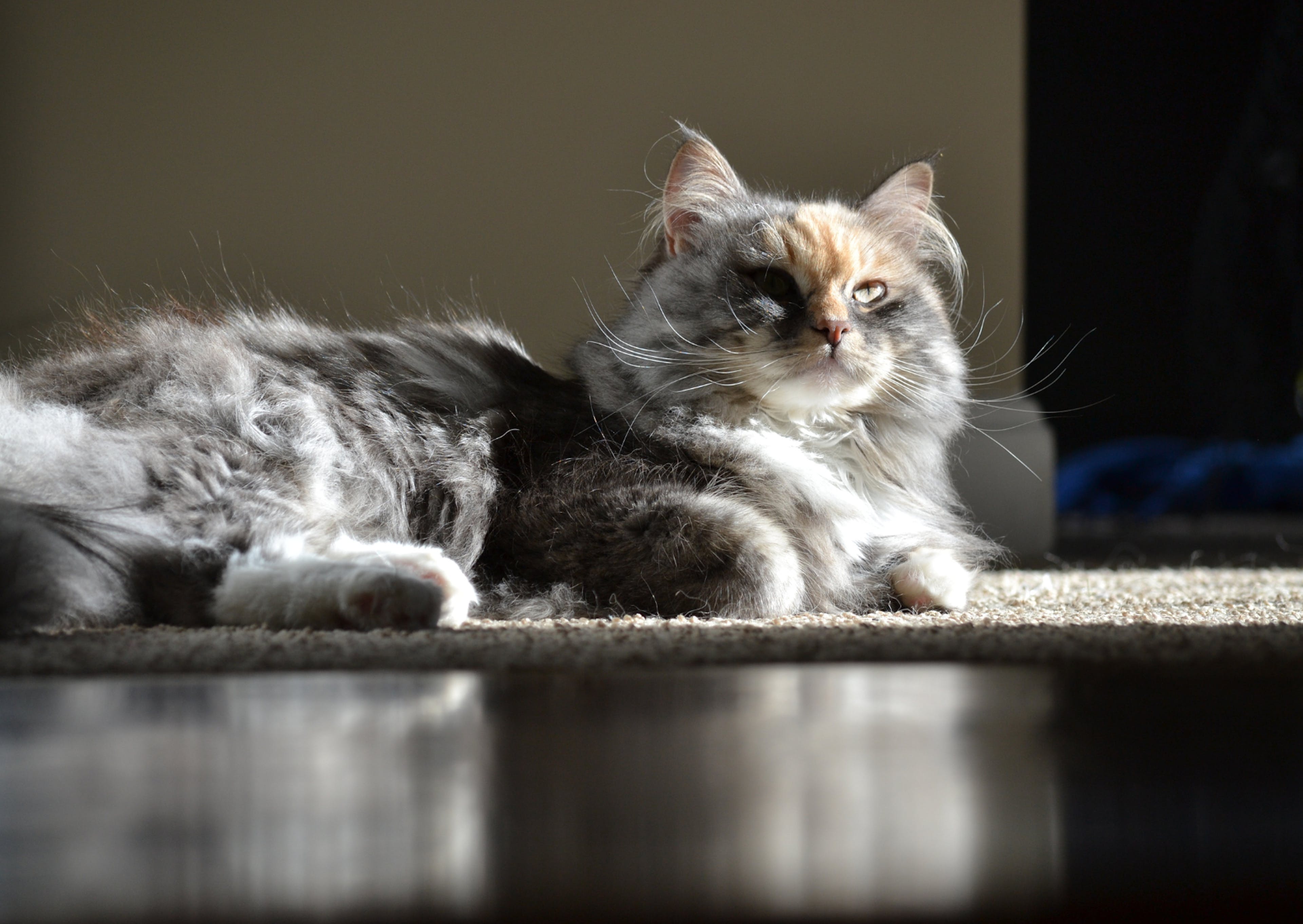 chat sibérien couché sur le sol, il y a un rayon de soleil qui arrive sur son pelage gris