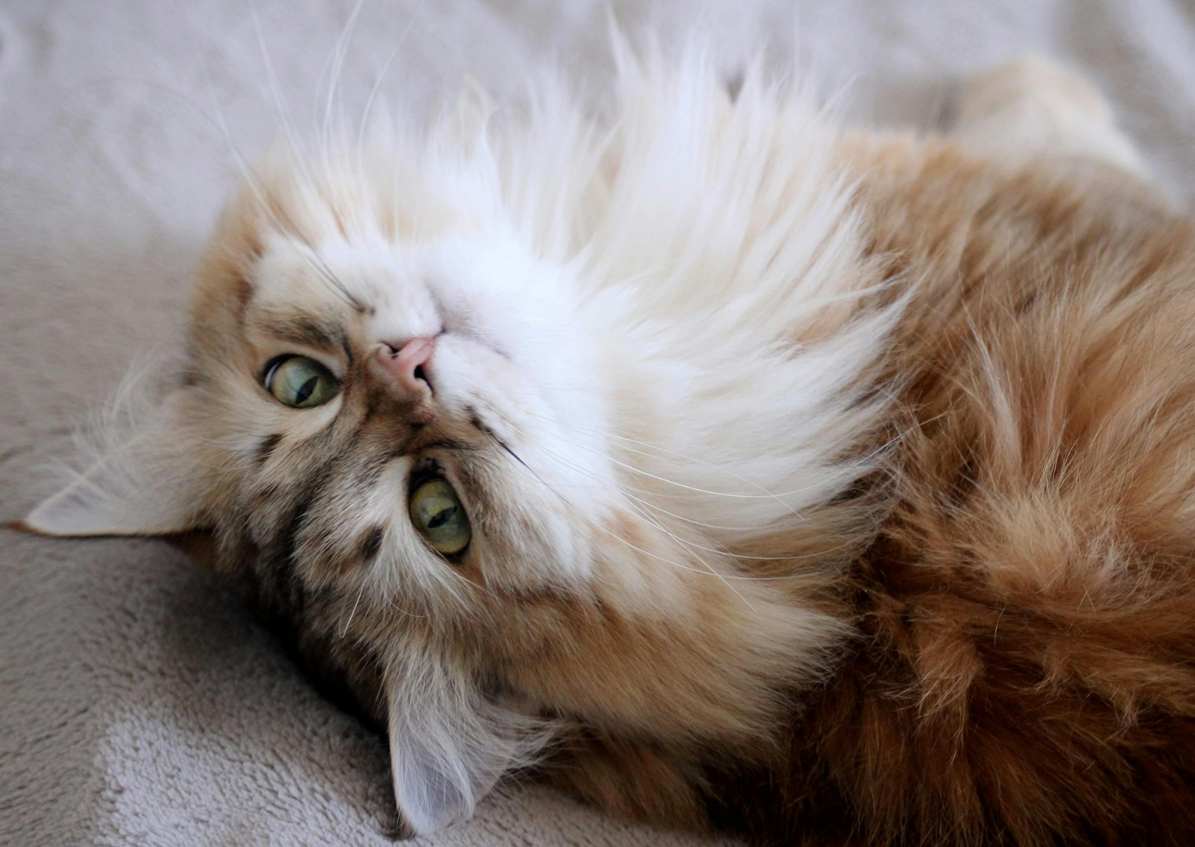 chat sibérien couché sur un lit il regarde vers le haut en se tournant