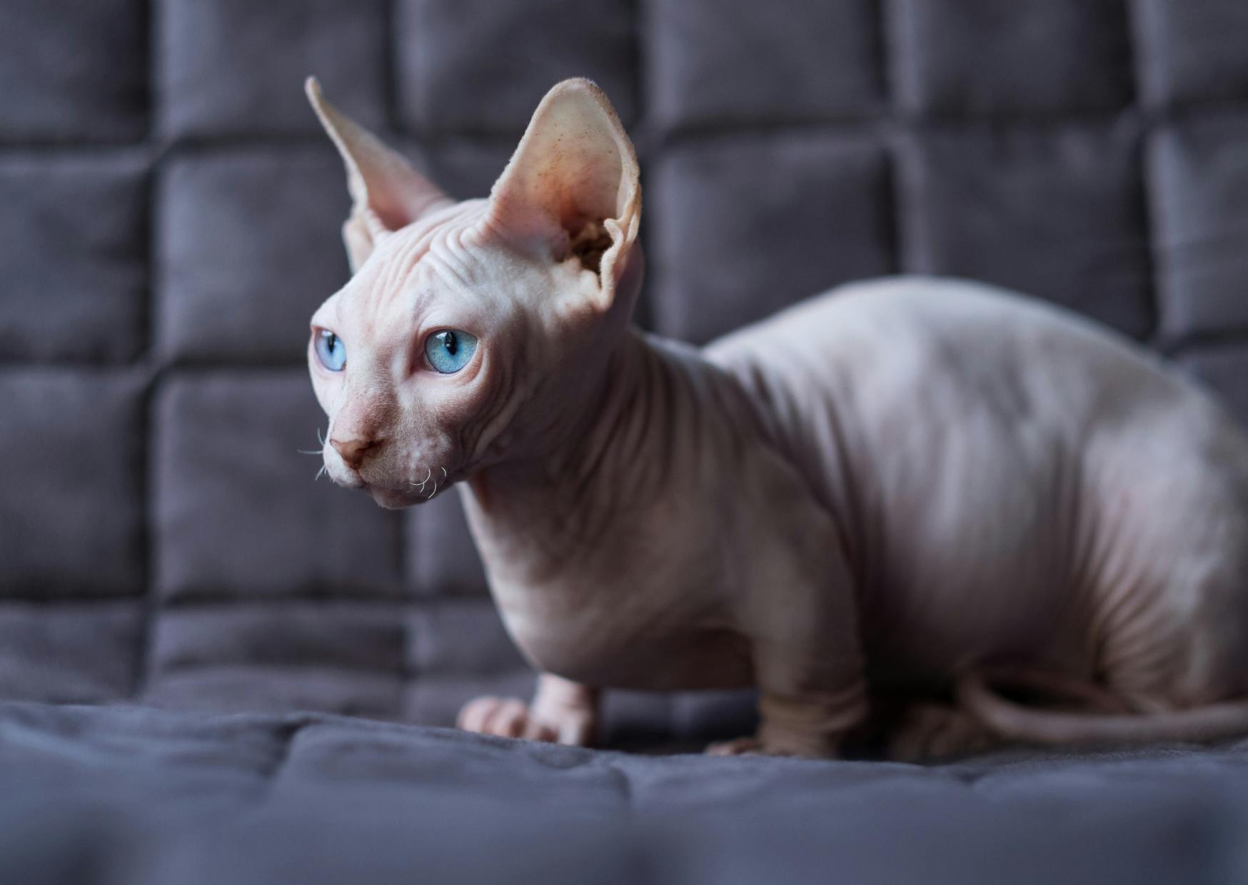 Bambino couché sur un canapé gris, il regarde devant lui prêt à bondir
