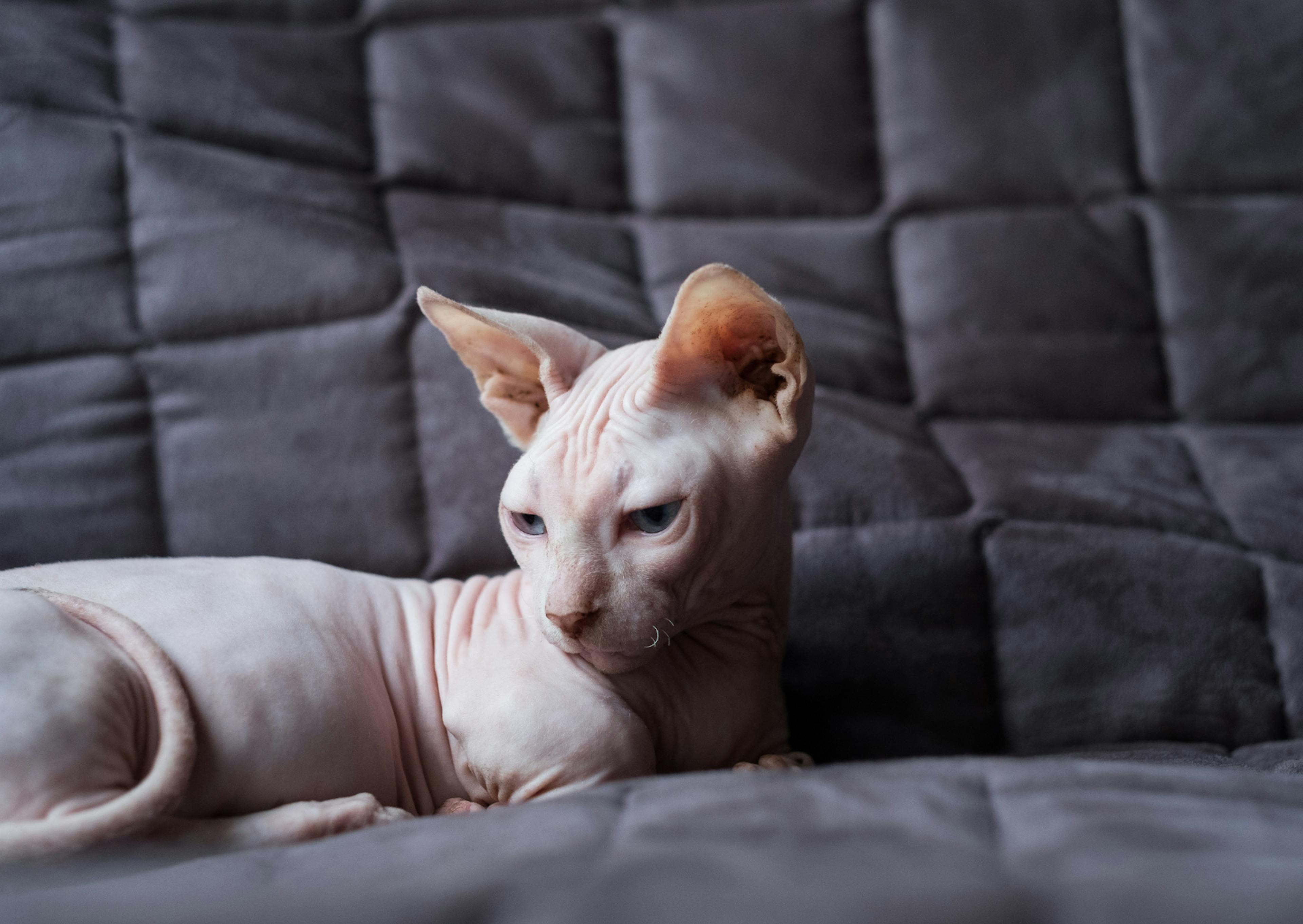 Bambino couché sur un canapé gris, il est prêt à s'endormir