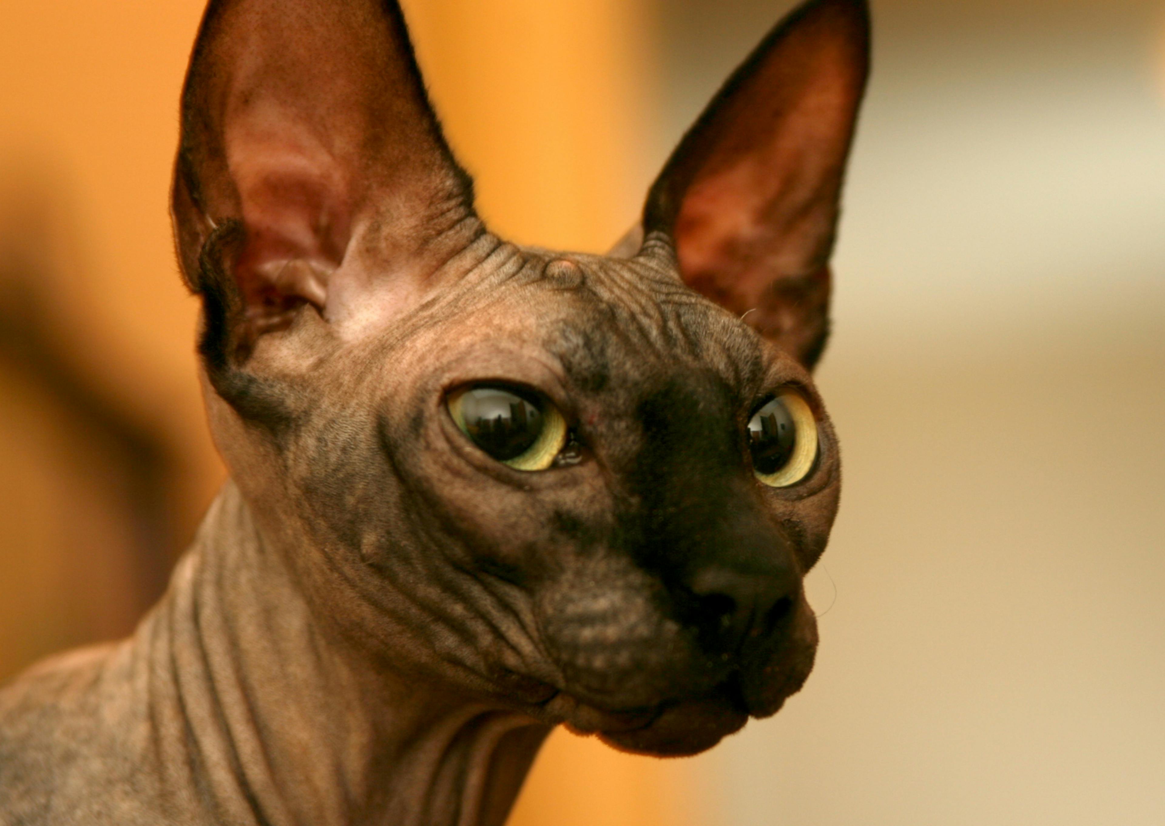 Chat sans poil curieux de ce qui se passe devant lui, ses yeux sont jaunes