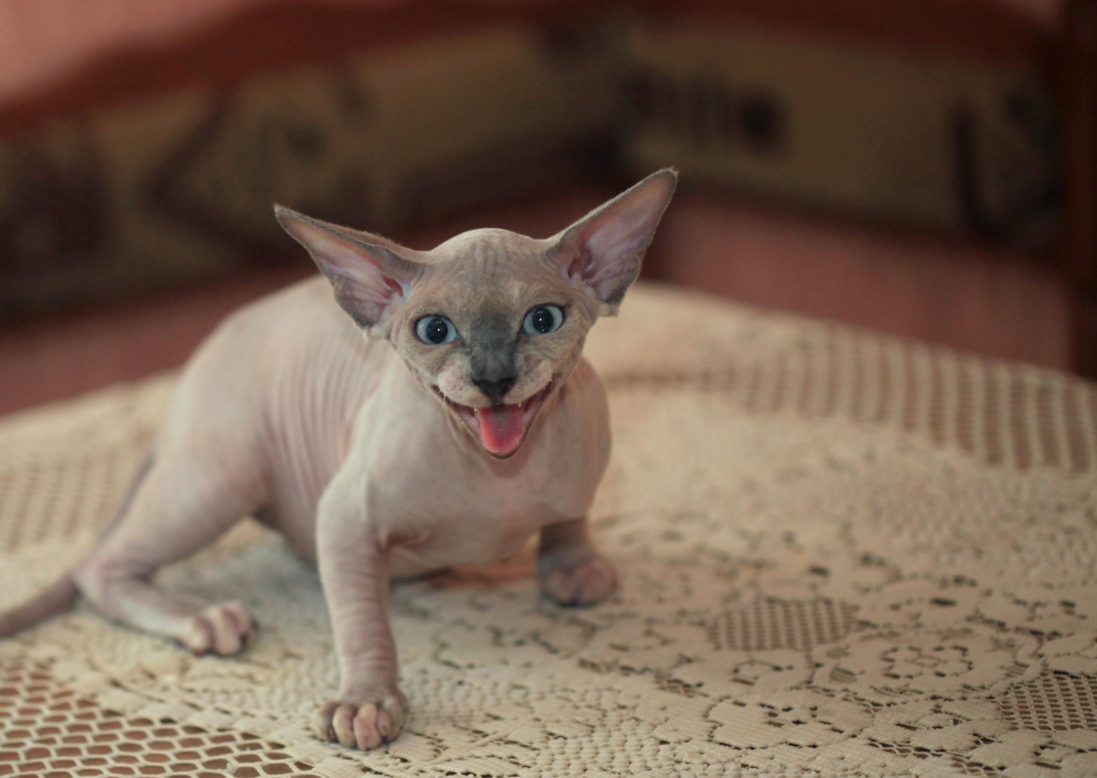 Chat sans poil, il est jeune et est debout sur un naperon