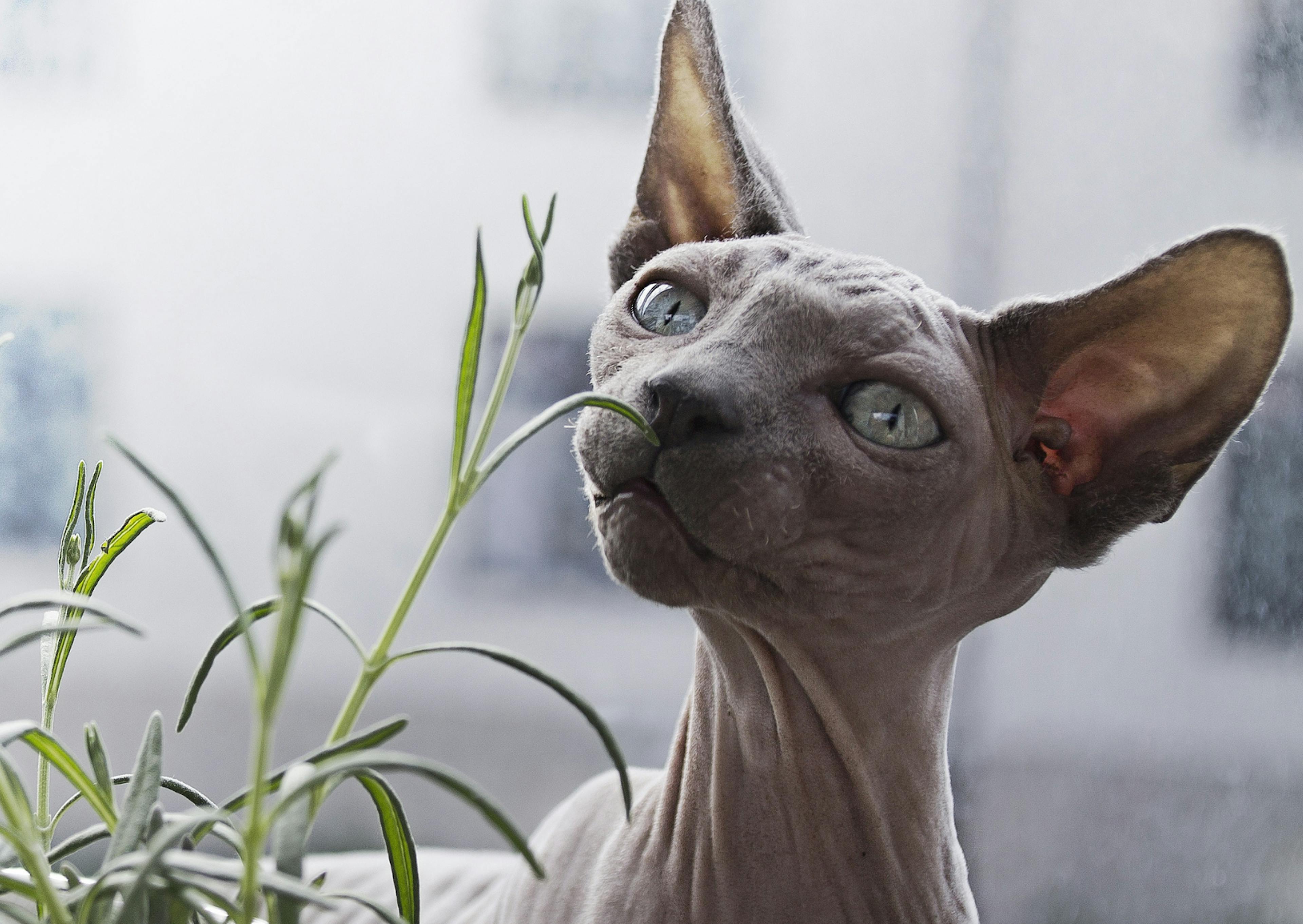 Chat sans poil qui touche une plante verte avec son museau