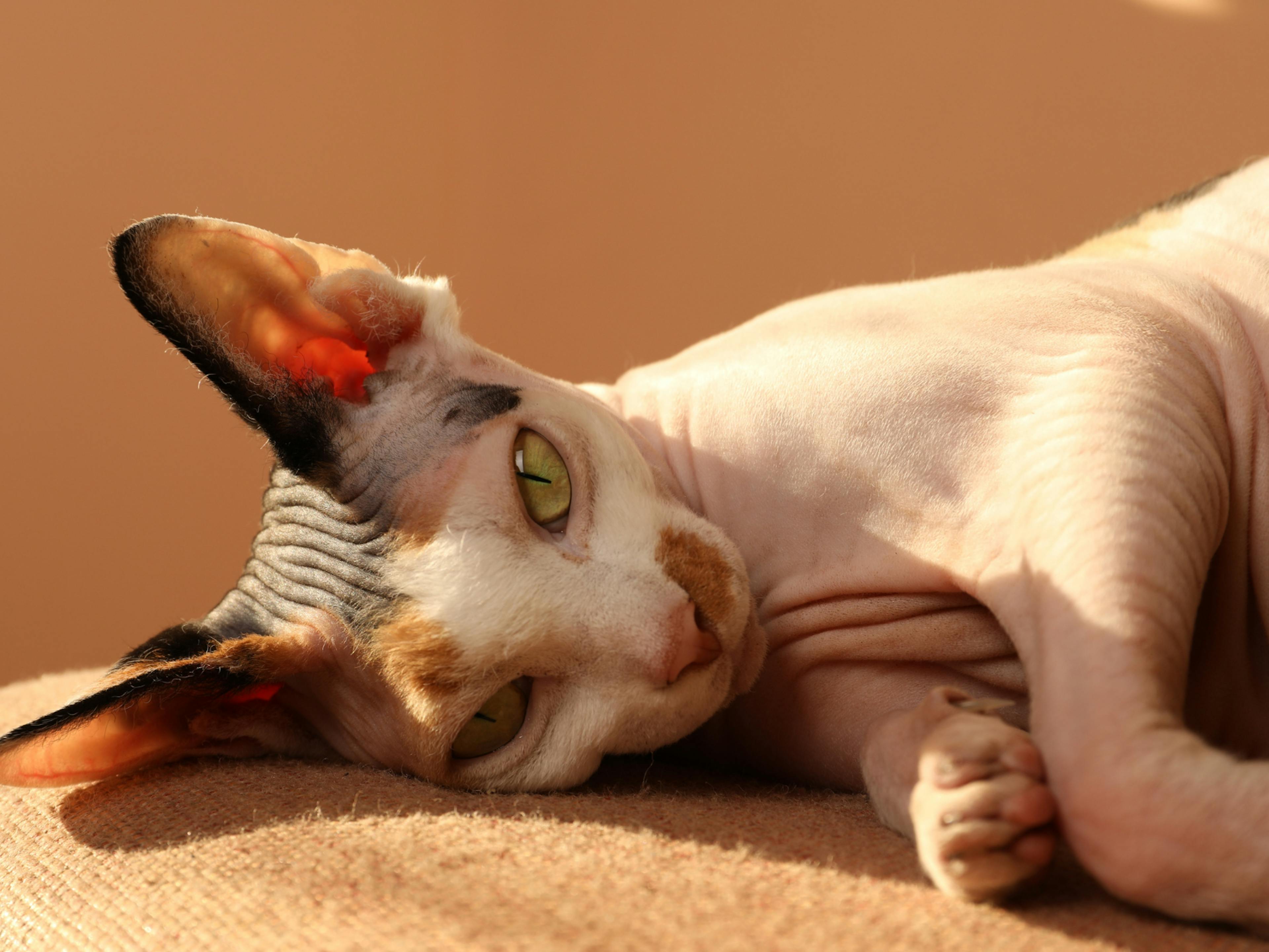 Chat sans poil couché sur un coussin orange, il regarde devant lui et un rayon de soleil tape directement sur le haut de son corps