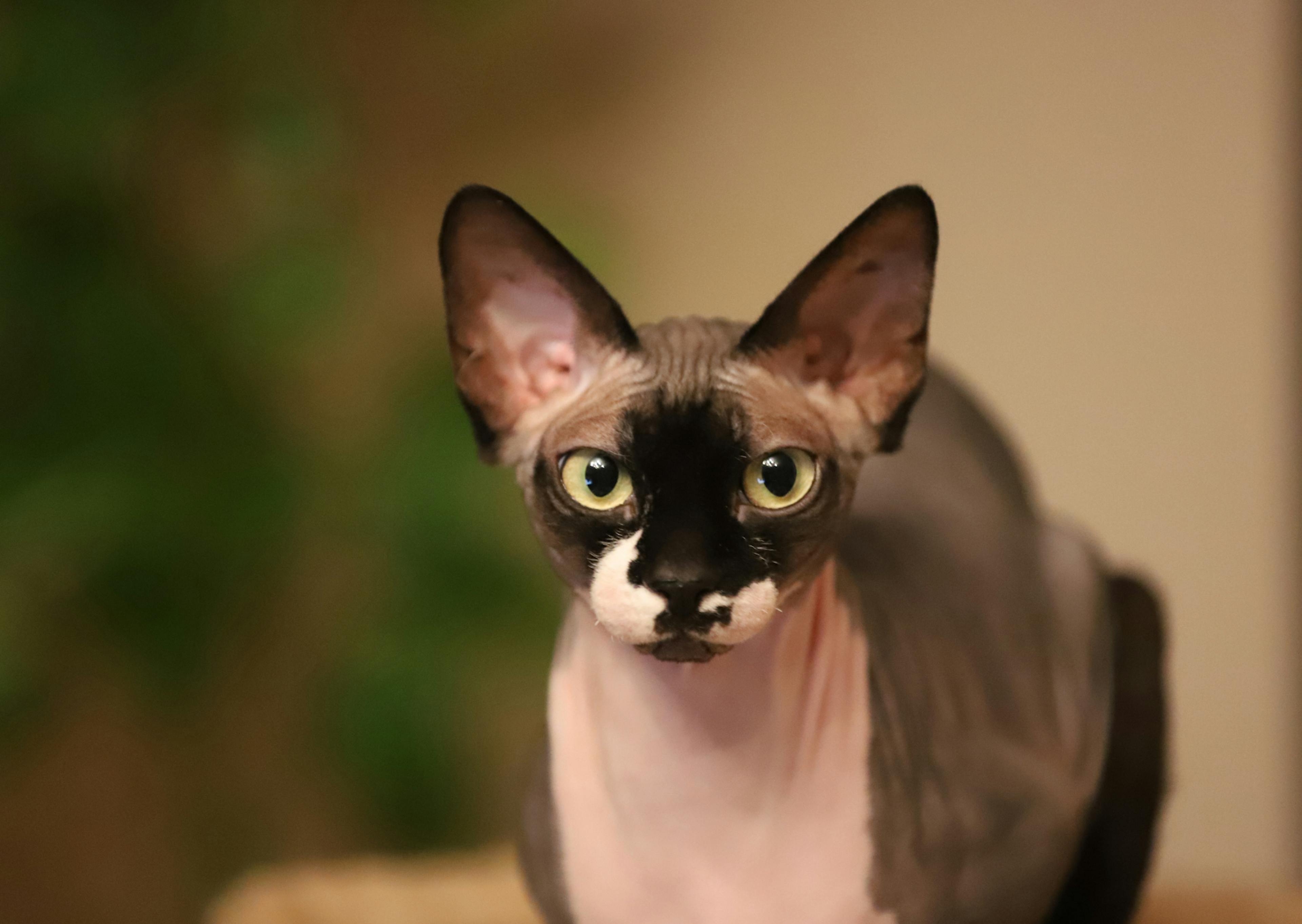 Chat sans poil debout, il est noir et blanc, il regarde devant lui l'air curieux