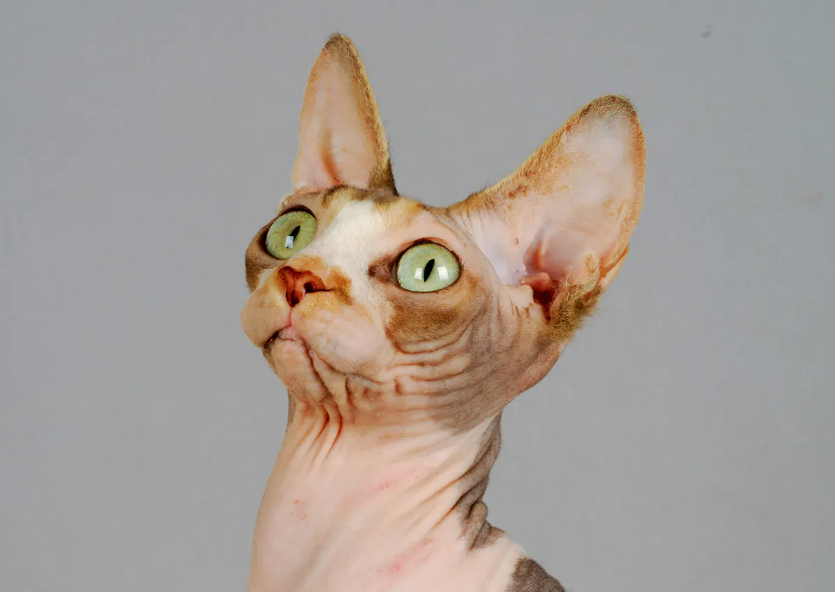 Sphynx qui est attentif à ce qui se passe vers le haut, il regarde fixement avec ses yeux verts