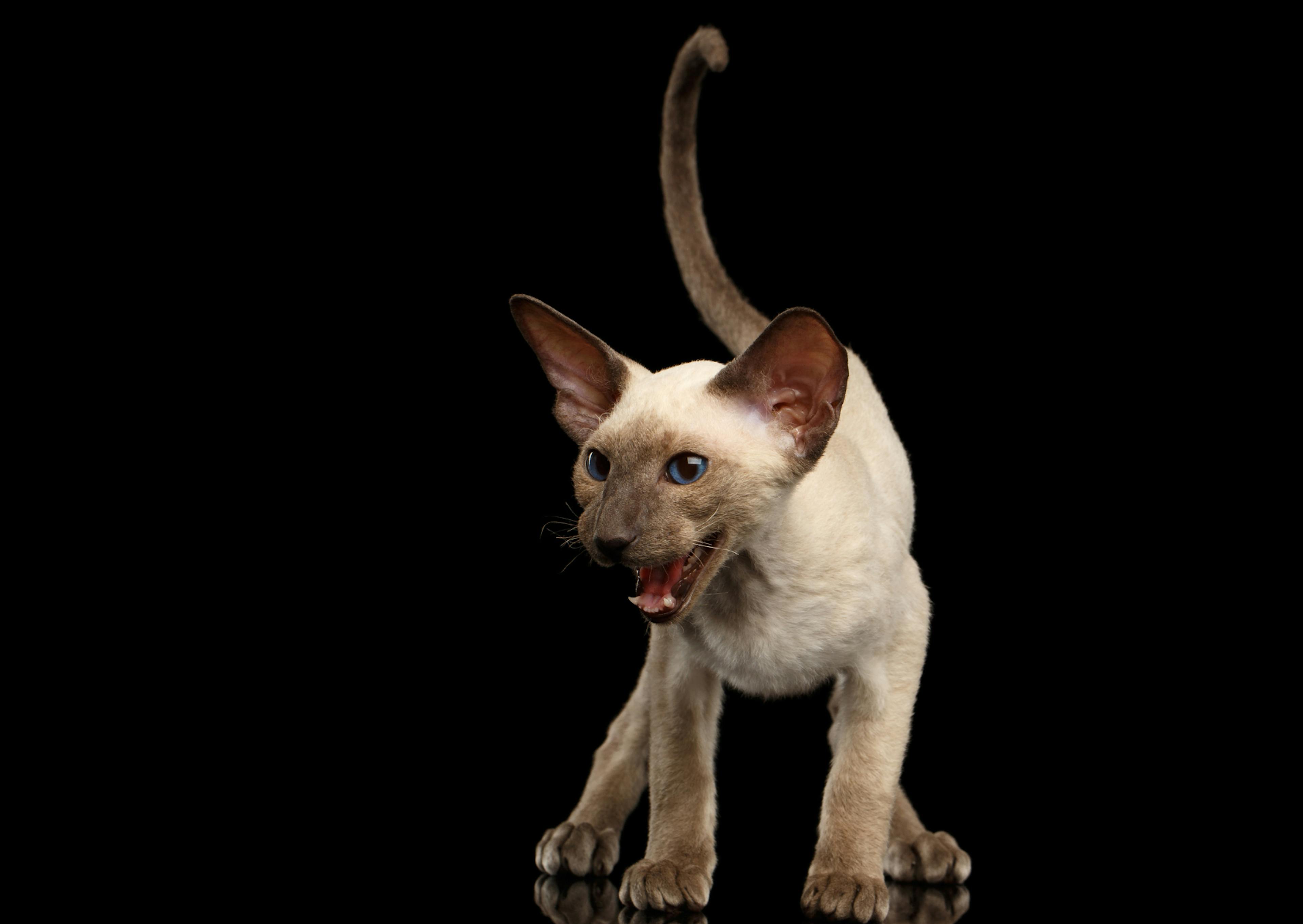 Peterbald châton, il est sur un fond noir et regarde à côté de lui 