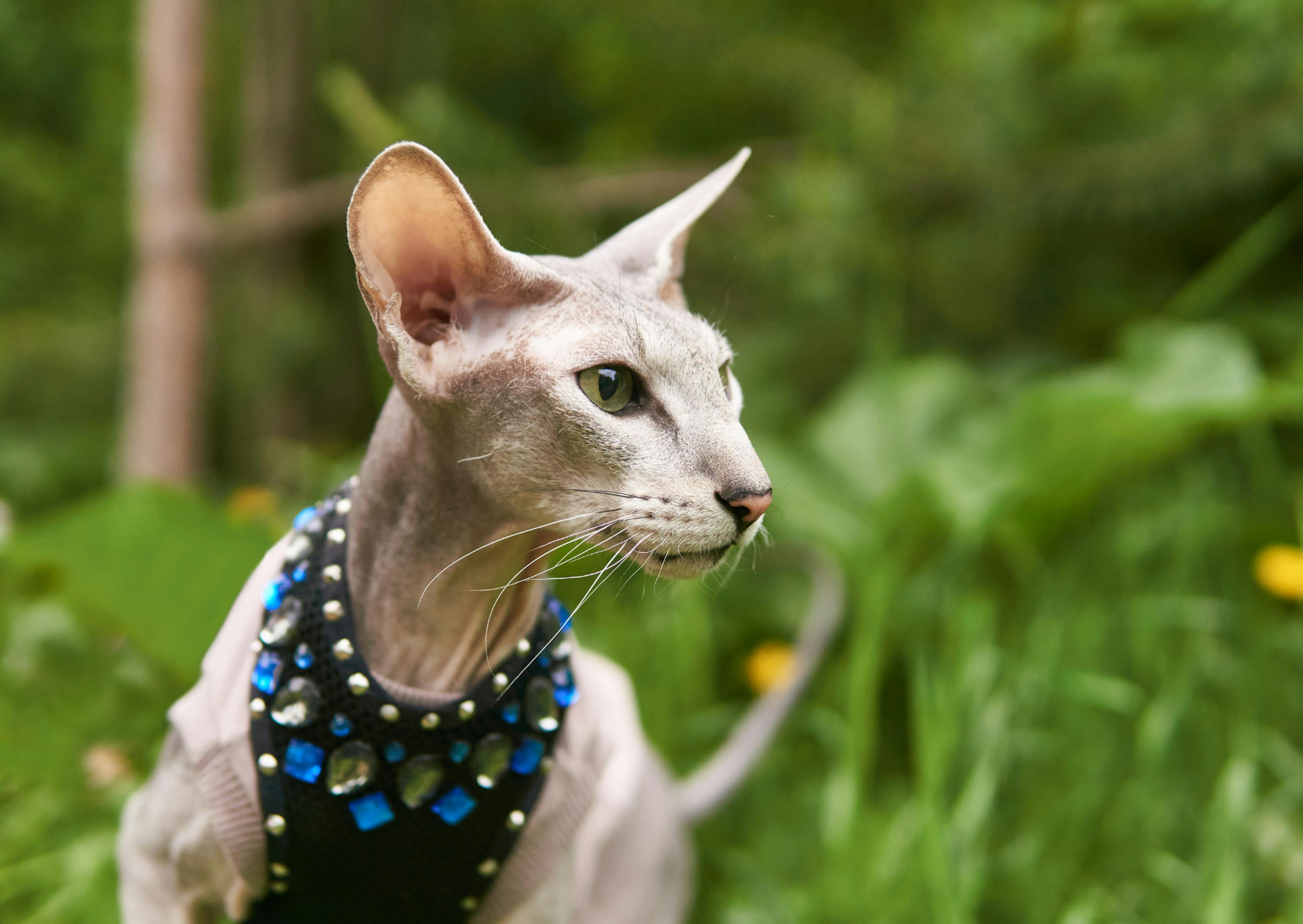 Peterbald avec son harnais qui se balade en forêt, il regarde à côté de lui l'air curieux