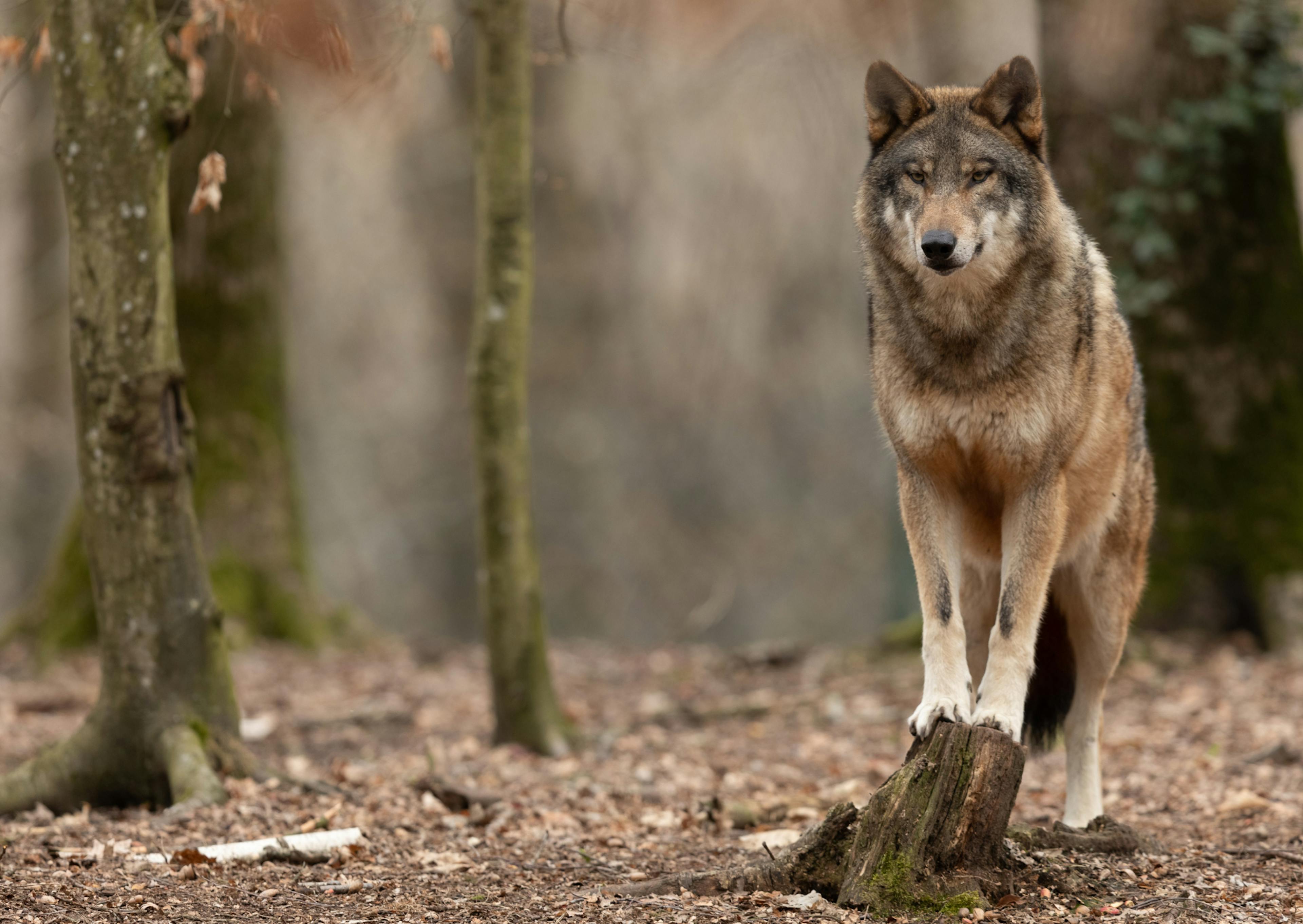 Chien Loup en for^ét, il est debout sur un tronc de bois