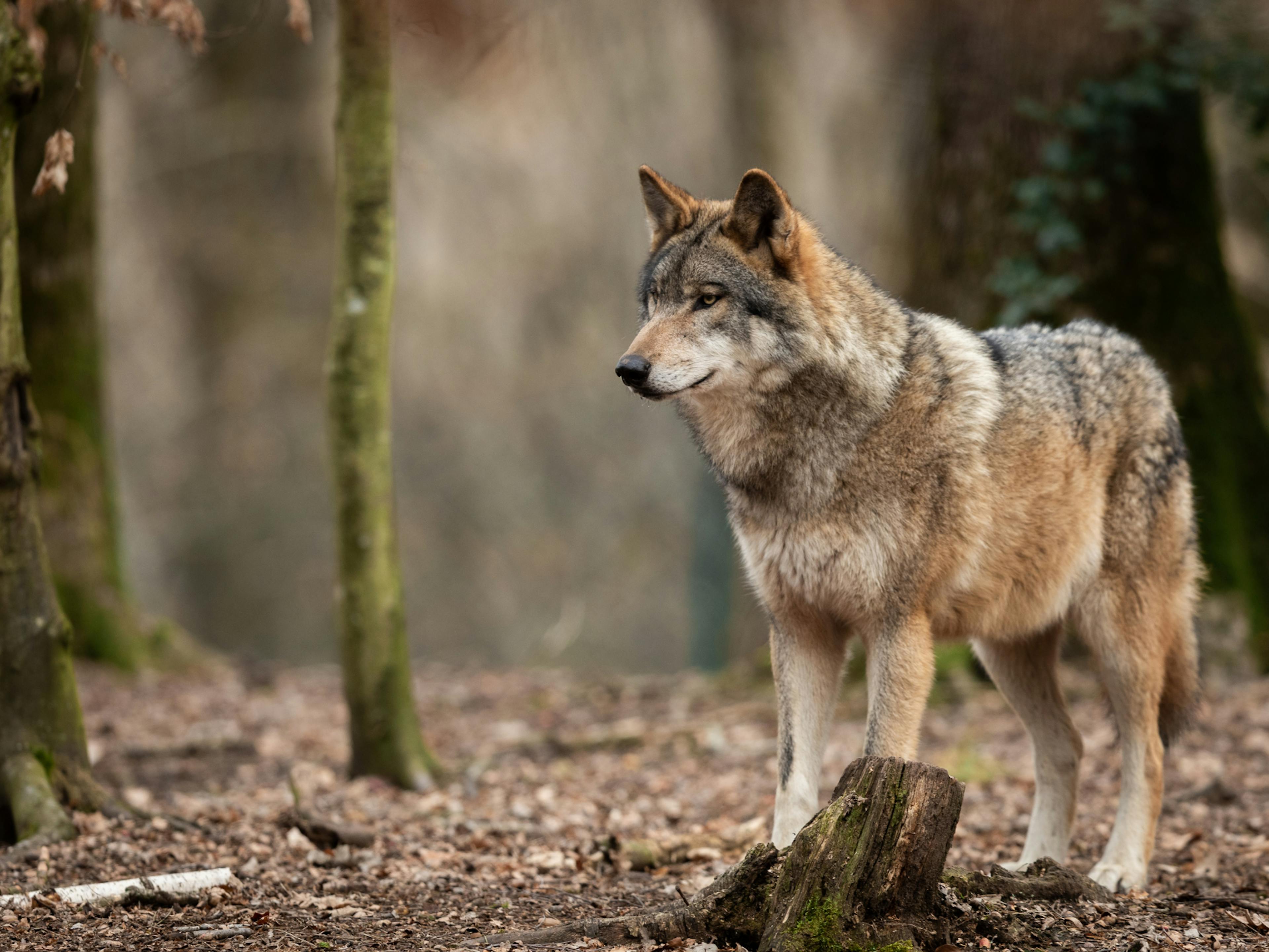 Chien Loup dans une forêt, il regarde au loin