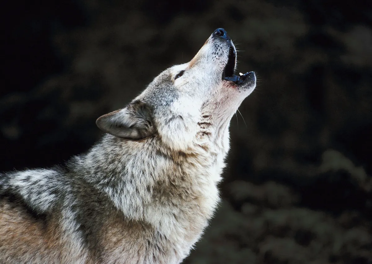 Chien Loup ken forêt il lève la tête vers le haut 