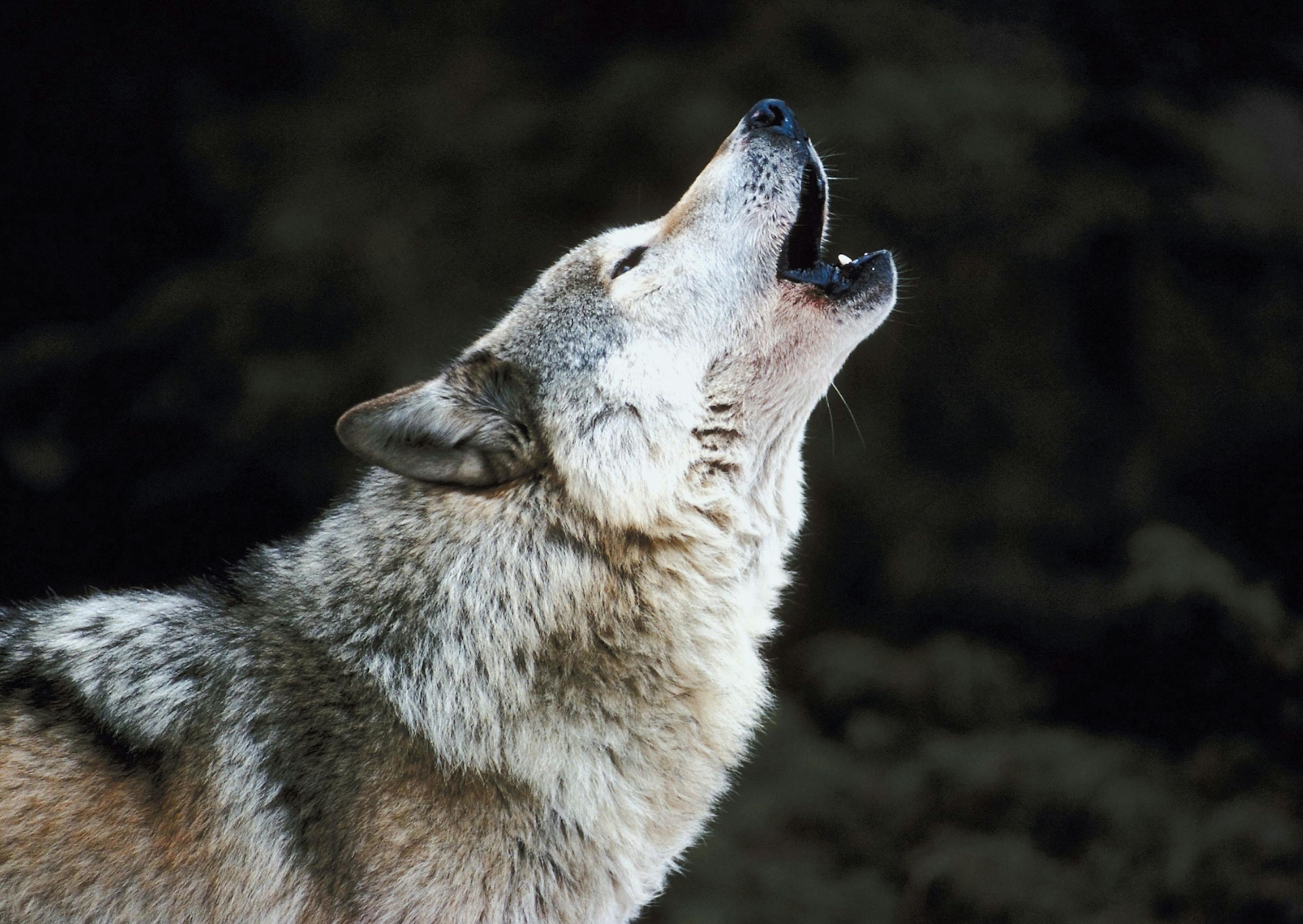 Chien Loup ken forêt il lève la tête vers le haut 