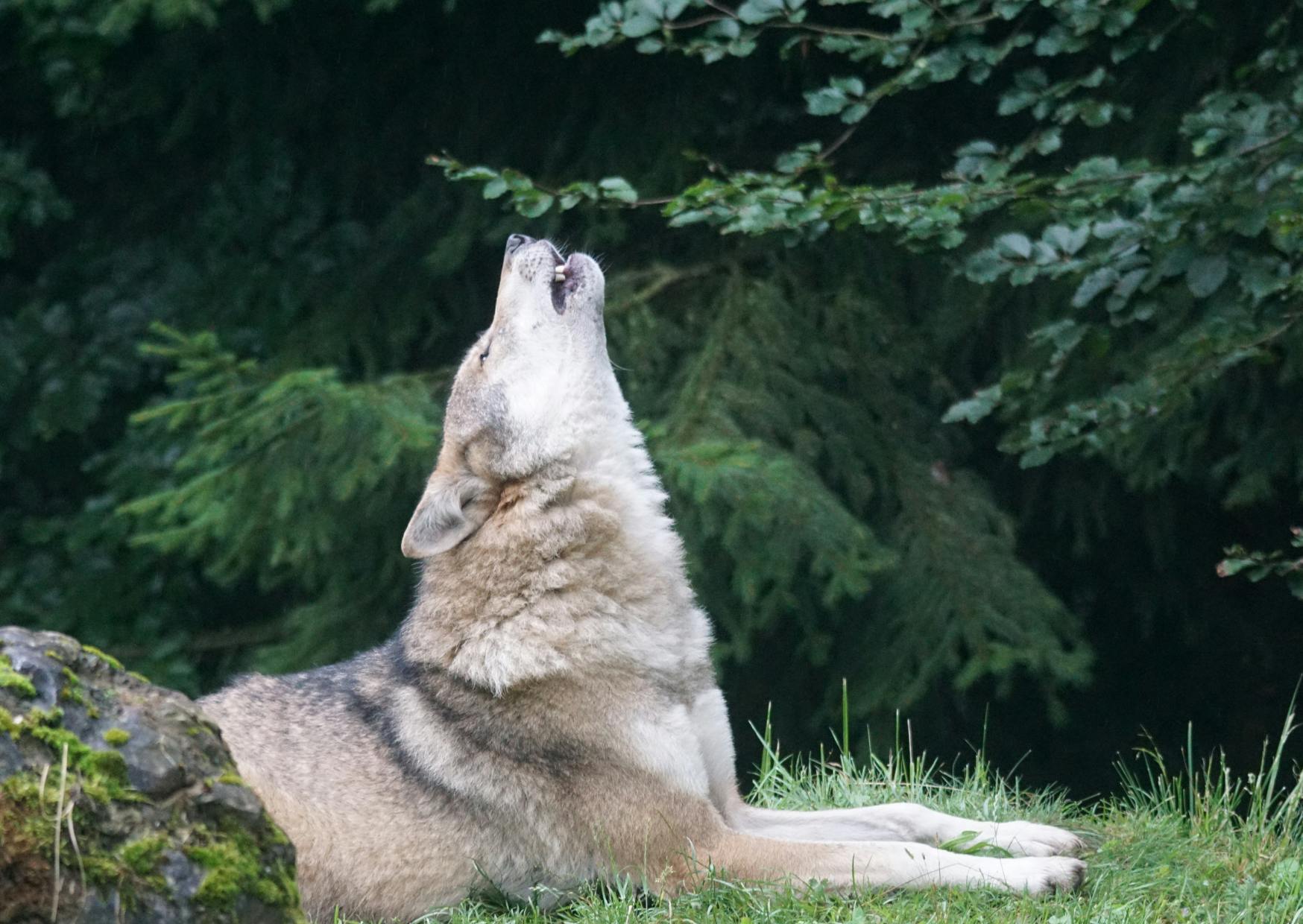 Chien Loup couché qui a la tête vers le haut