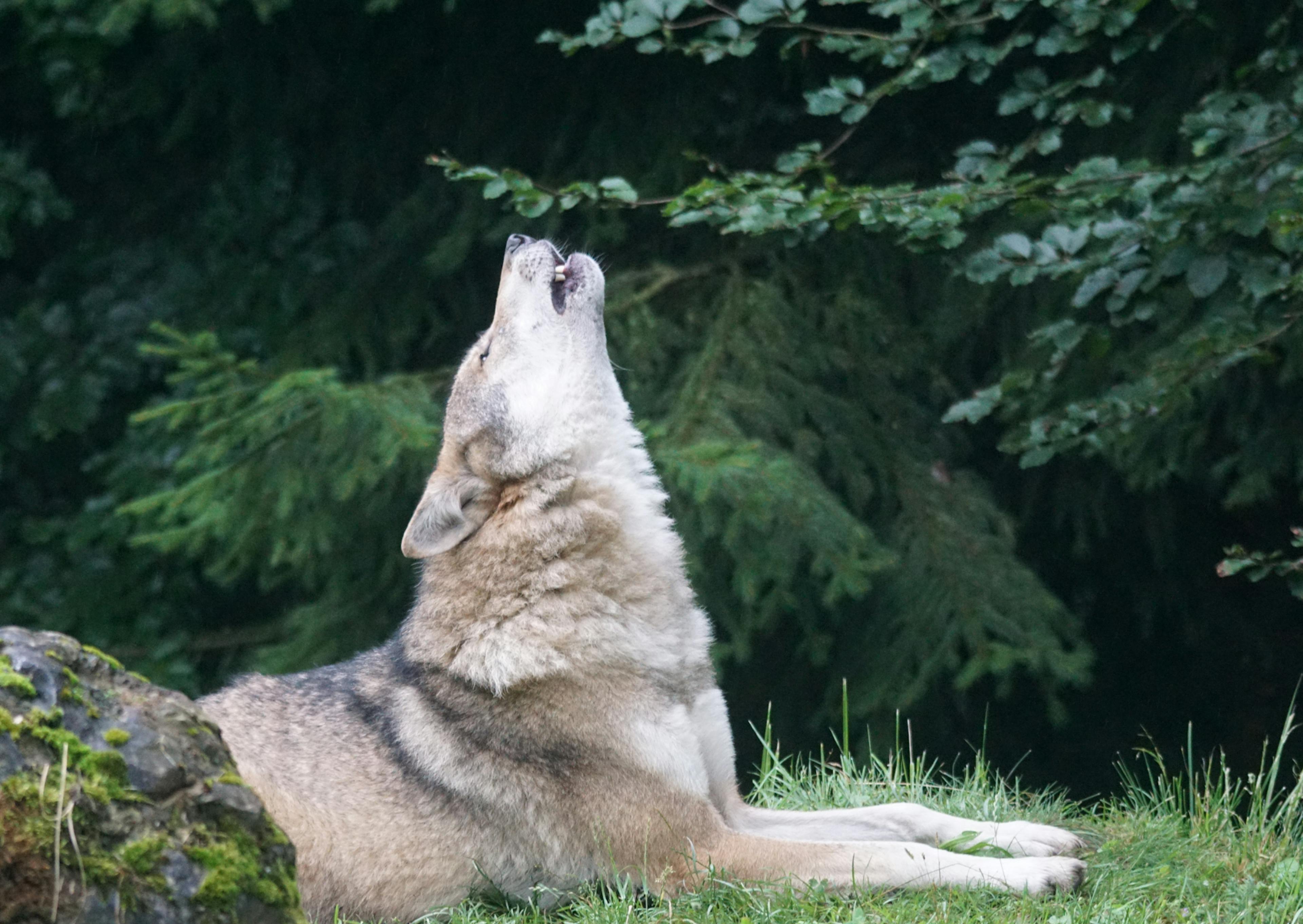 Chien Loup couché qui a la tête vers le haut 