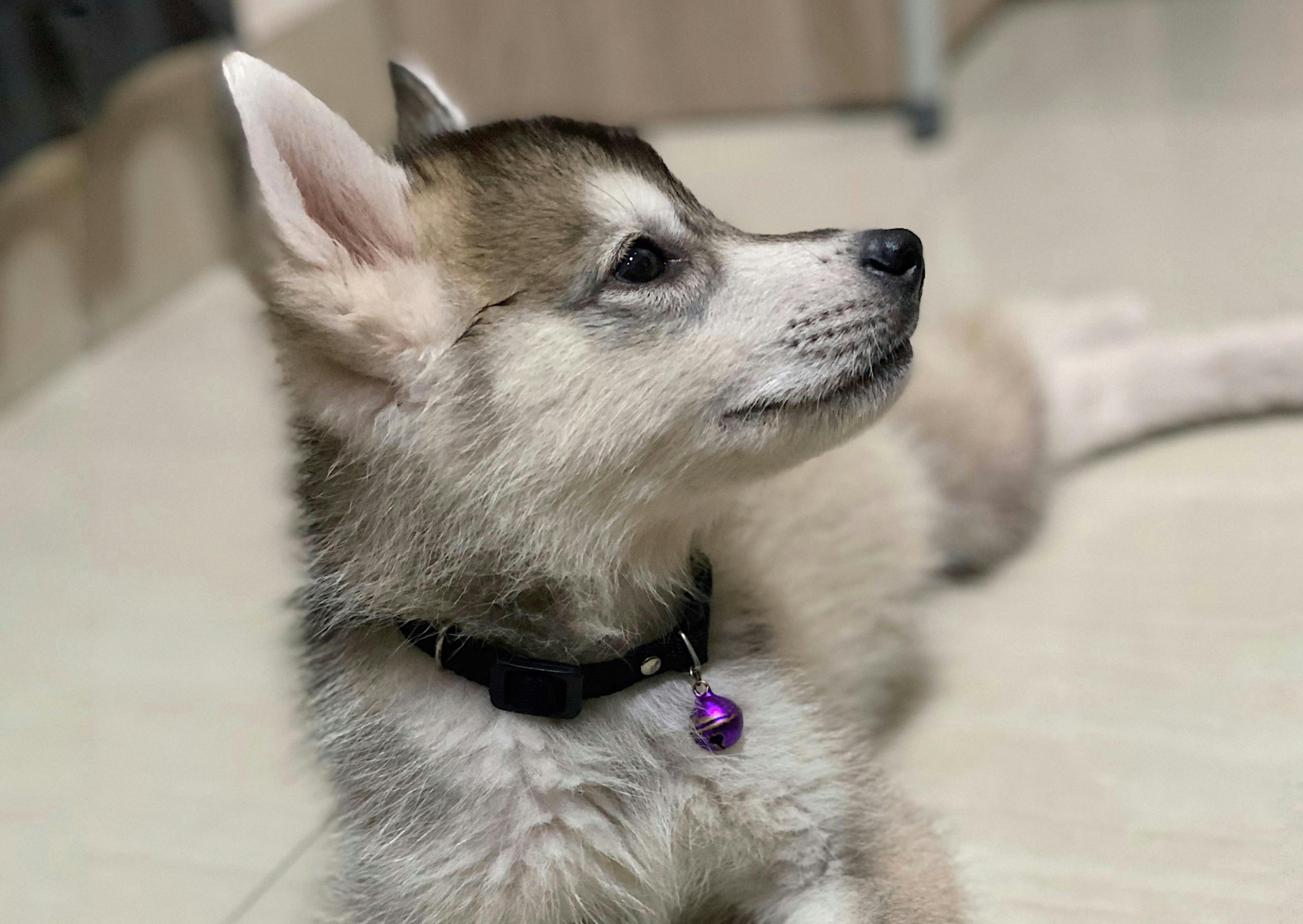 Chien Loup chiot qui regarde vers le haut à sa gauche