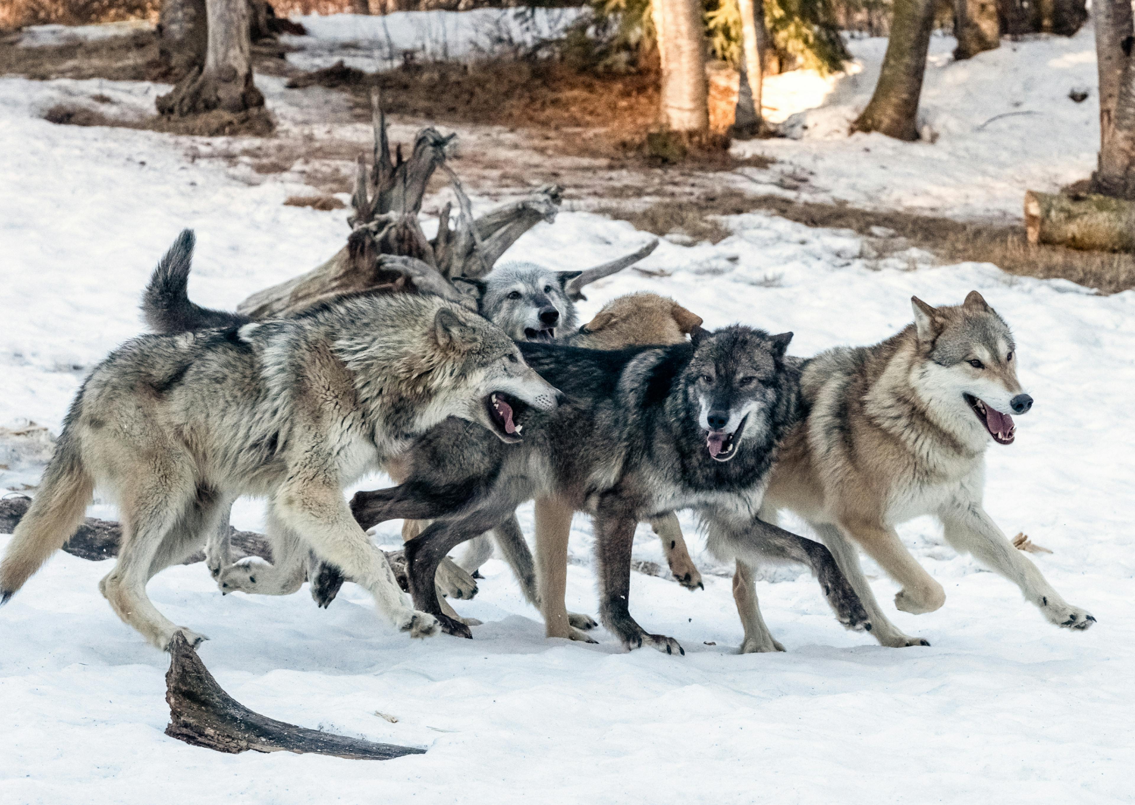 4 Chien Loup qui courent et jouent ensembles dans la neige 