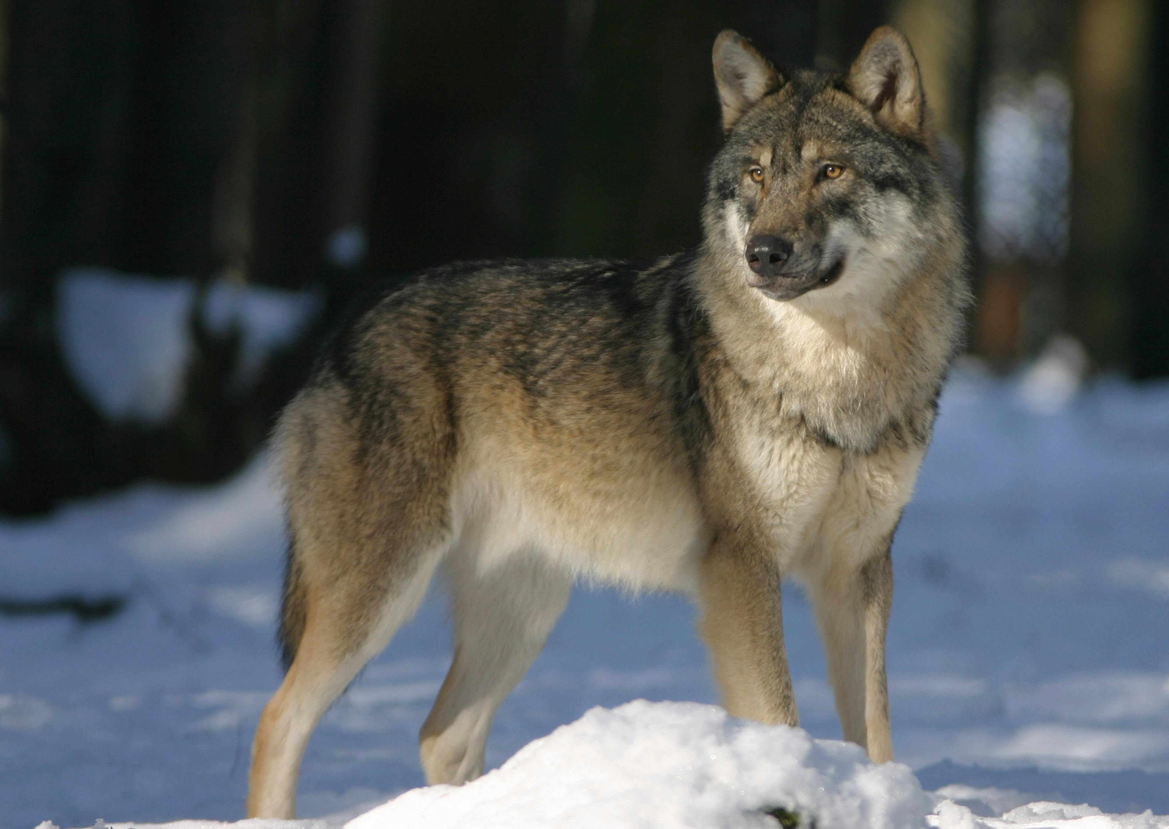 Chien Loup debout dans la neige 