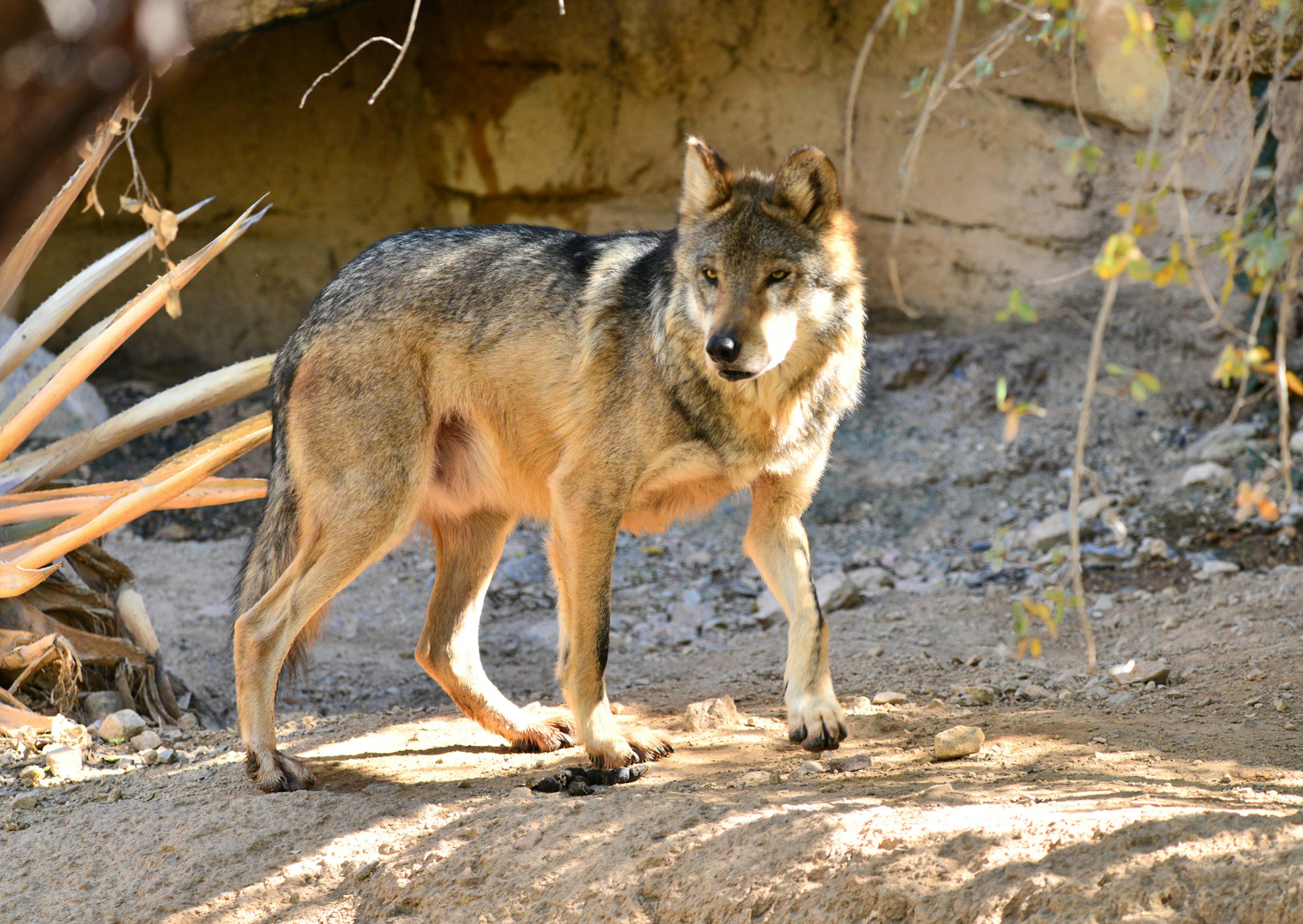 Chien Loup qui marche sur un chemain de terre et regarde au loin