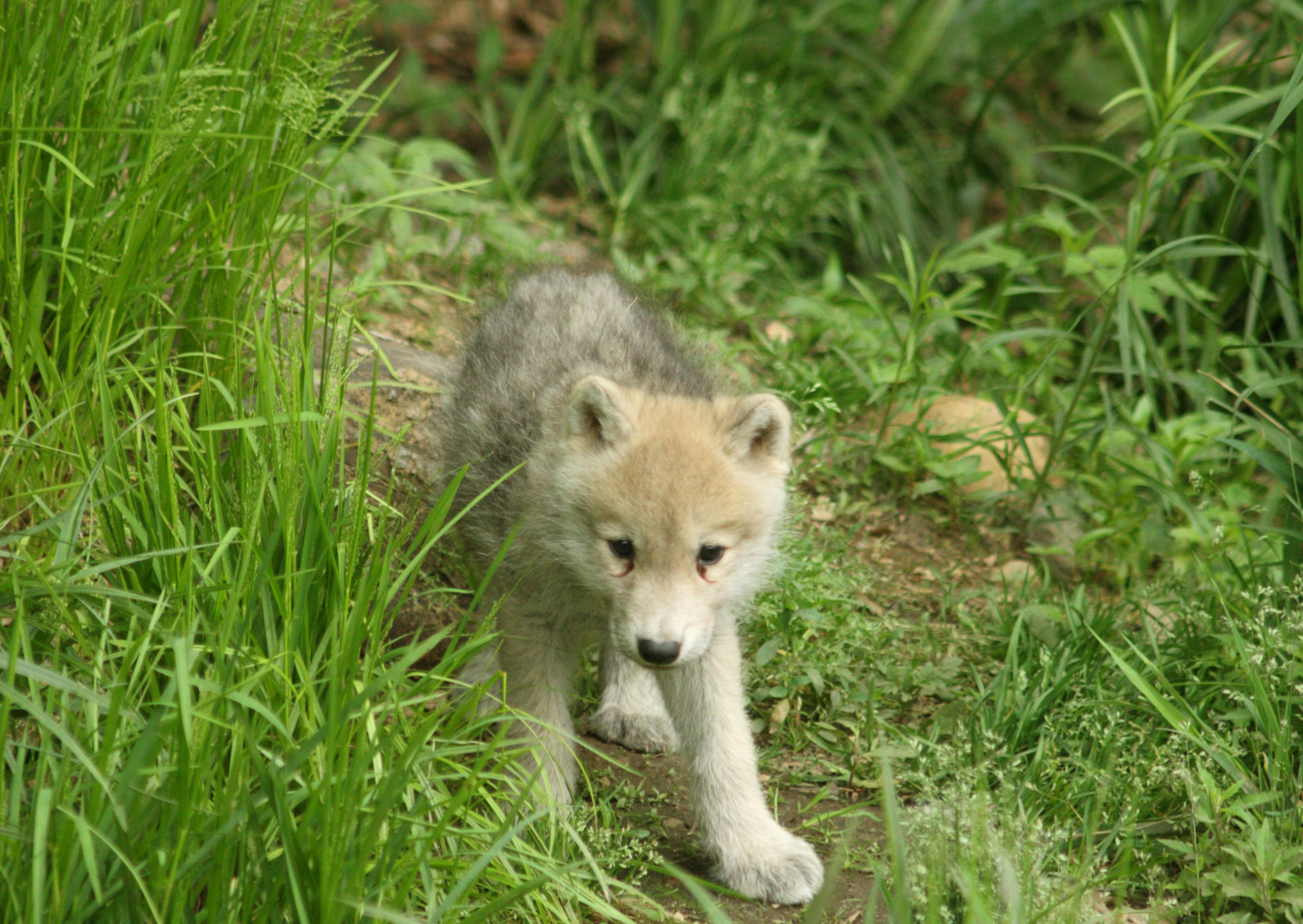 Chien Loup chiot qui se balade dans un chemain de terre à travers de hautes herbes