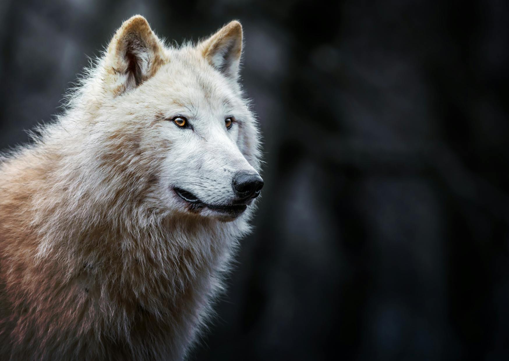 Chien Loup qui regarde au loin avec les oreilles dréssées