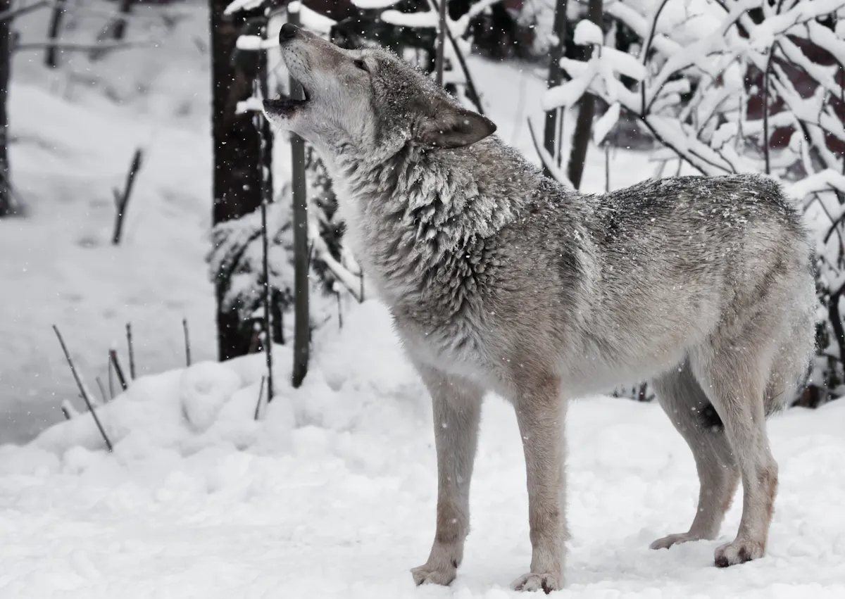 Chien Loup dans la neige