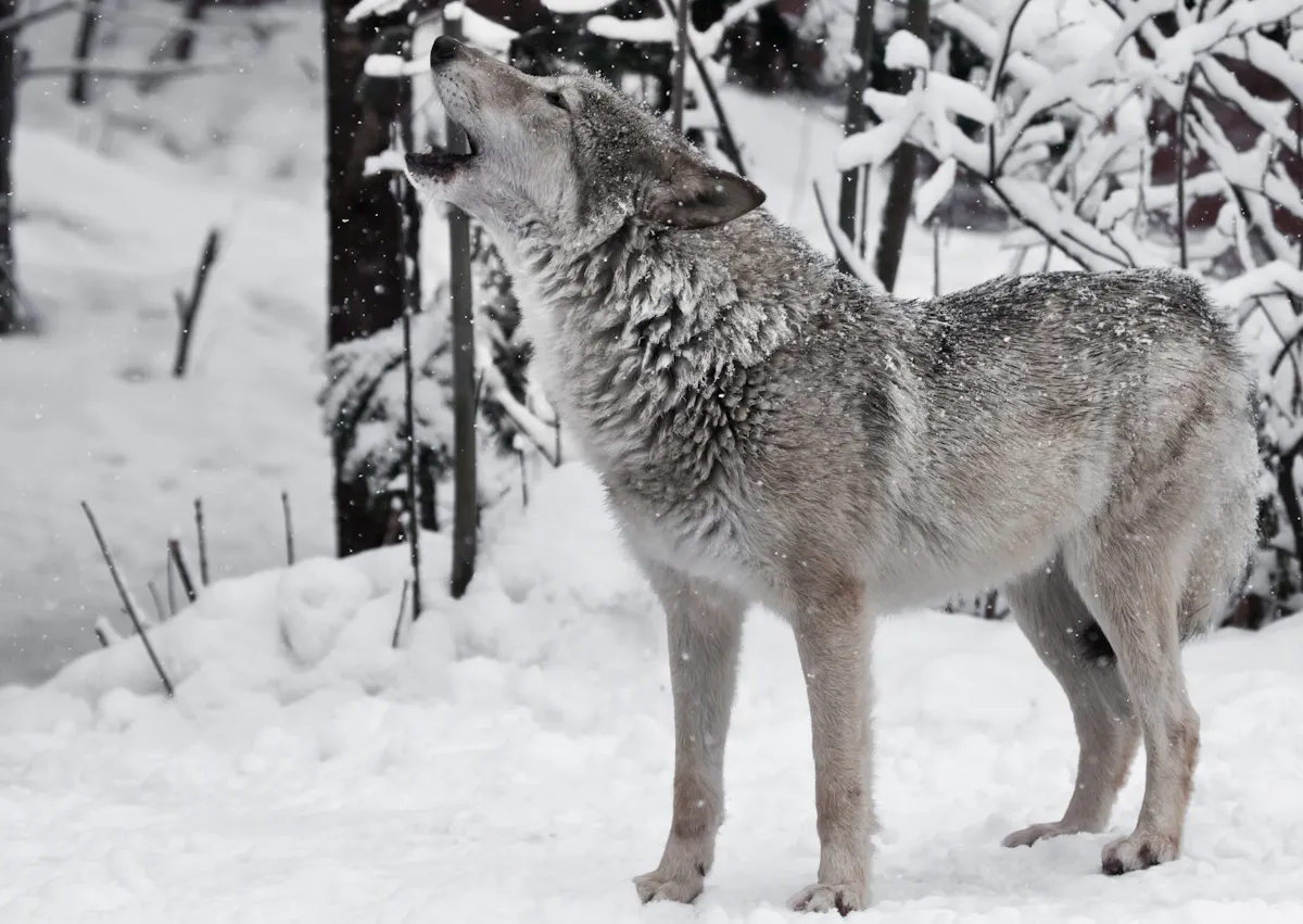 Chien Loup dans la neige