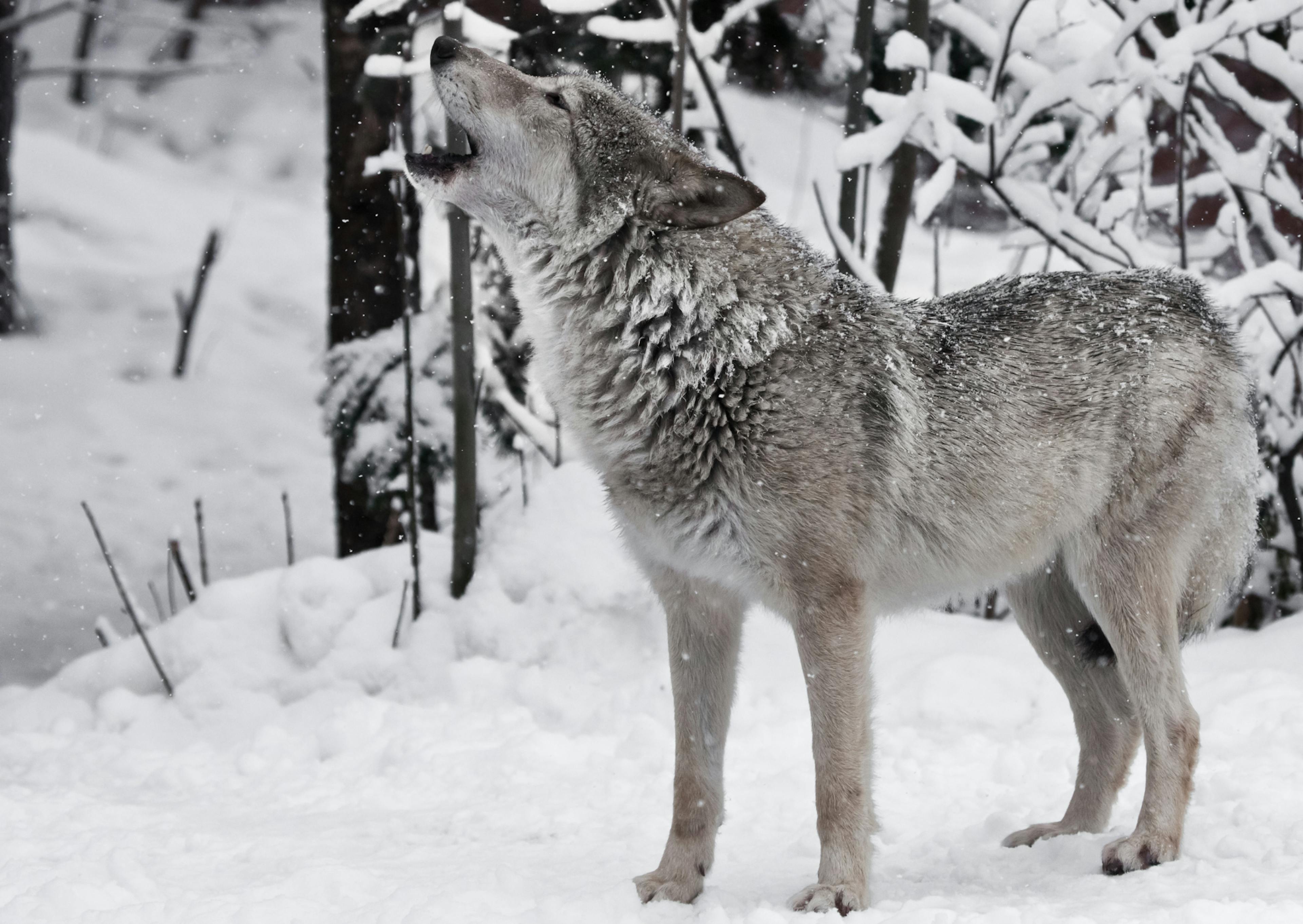 Chien Loup dans la neige