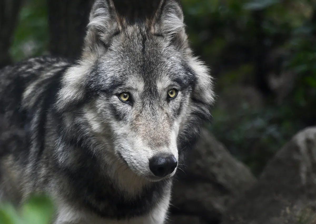 Chien Loup qui regarde droit devant lui l'air curieux