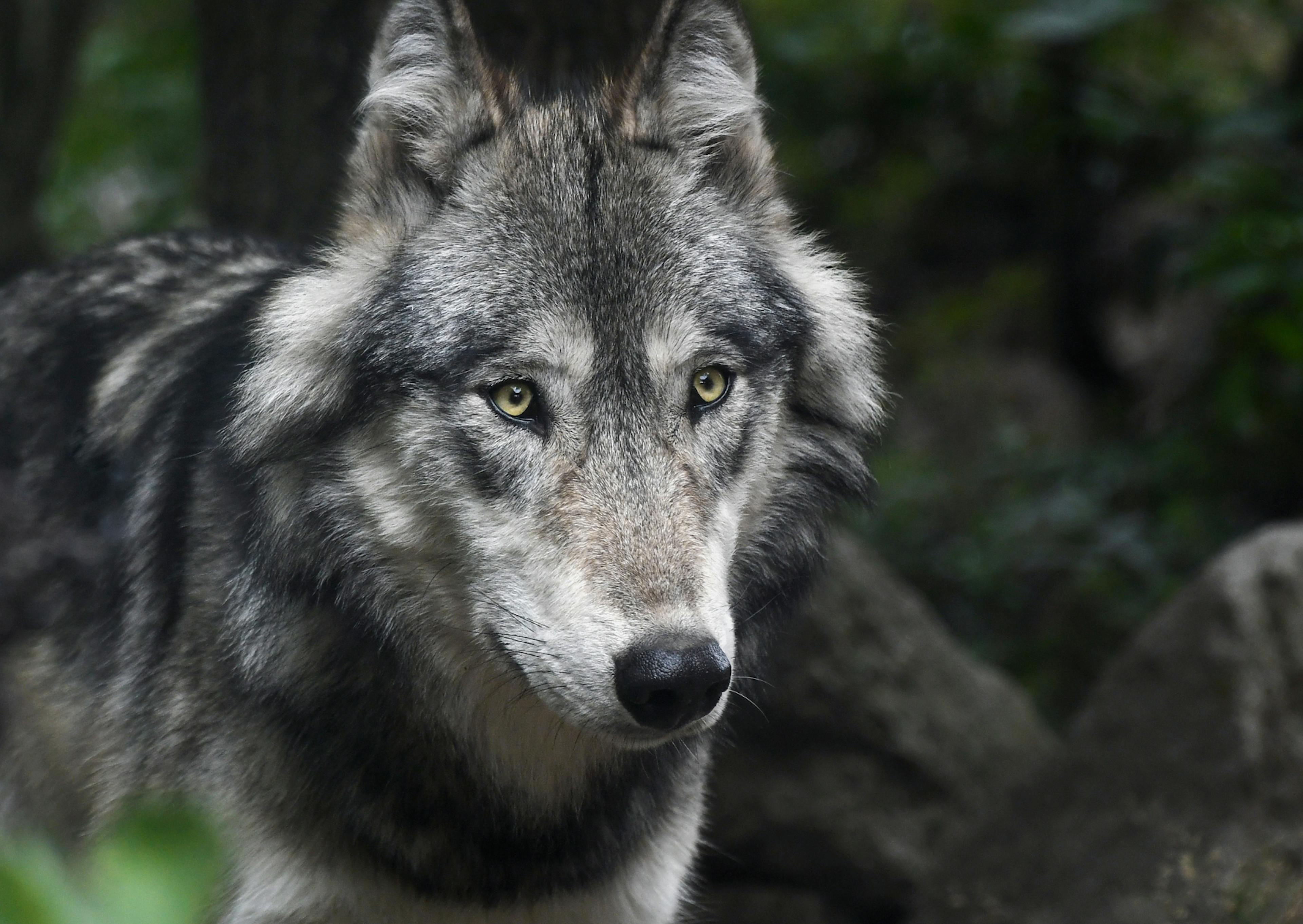 Chien Loup qui regarde droit devant lui l'air curieux