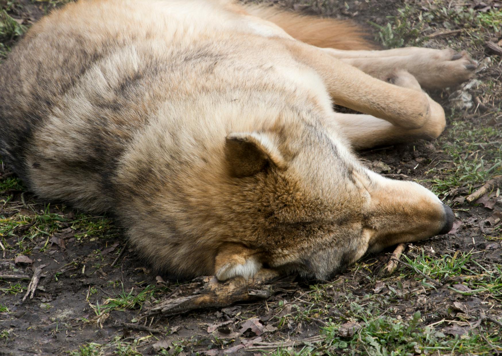 Chien Loup couché sur le flan, il dort