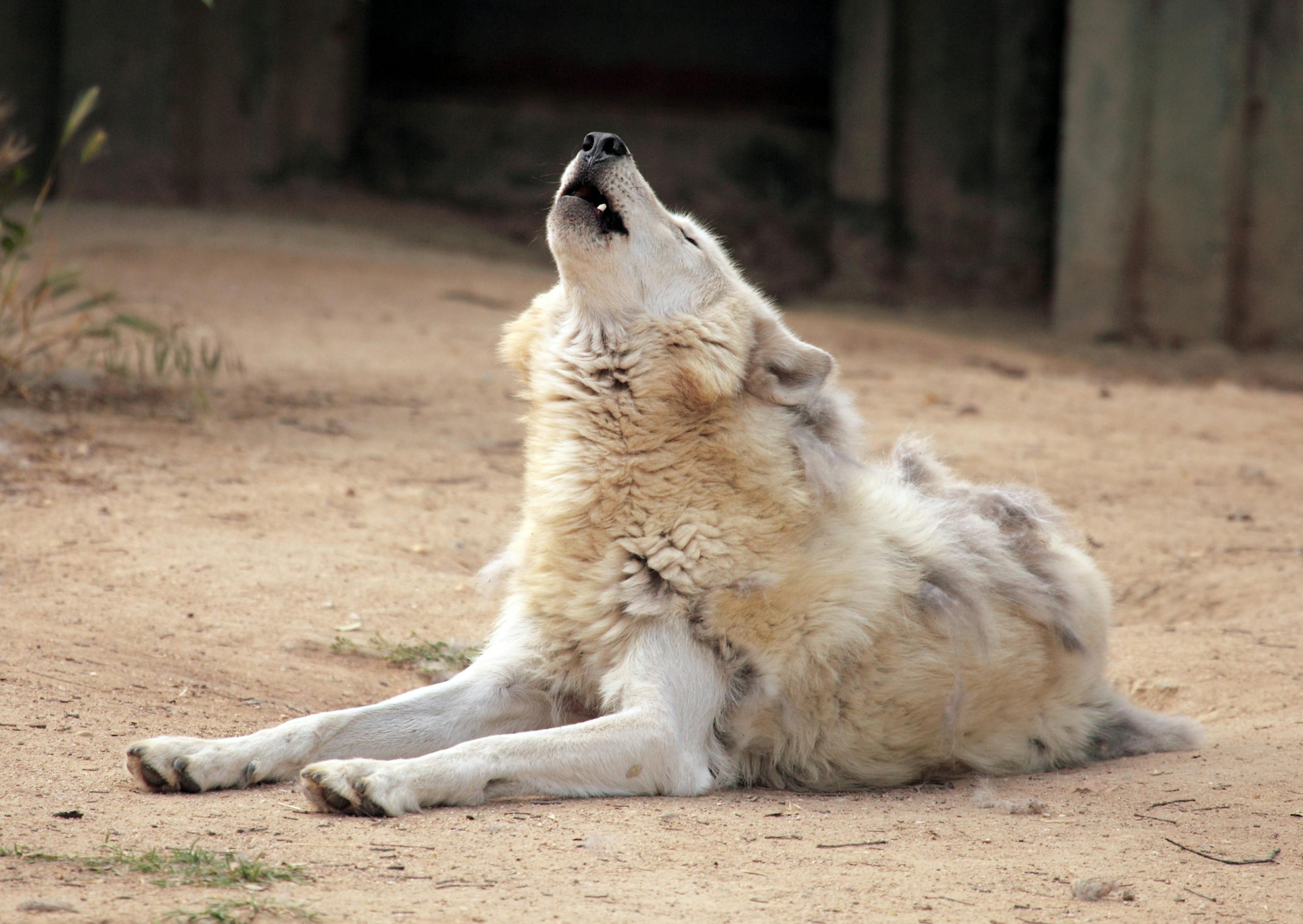 Chien Loup couché sur du sable, il regarde evrs le haut